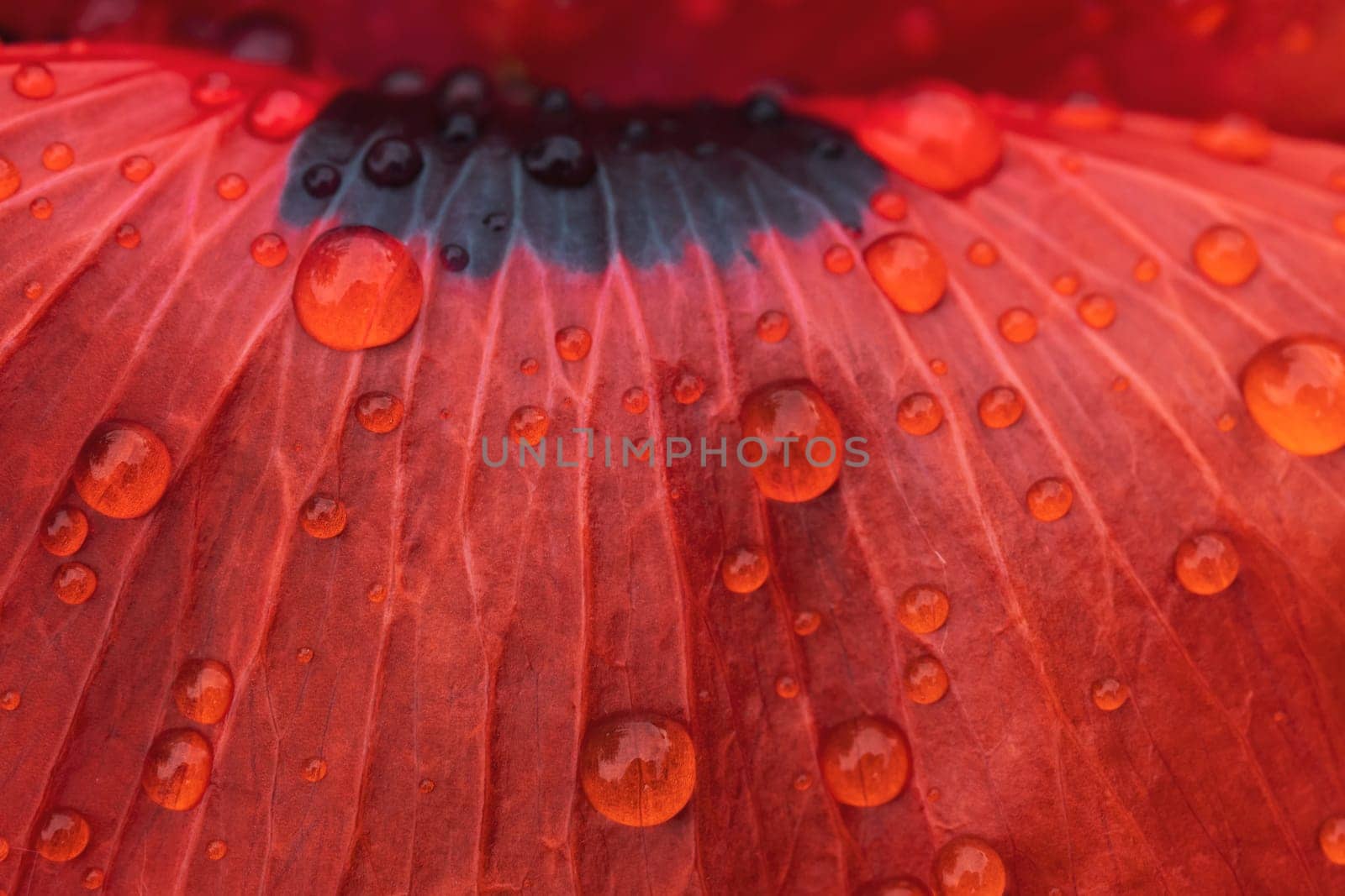 red poppy and dew drops on its petal , bright colors