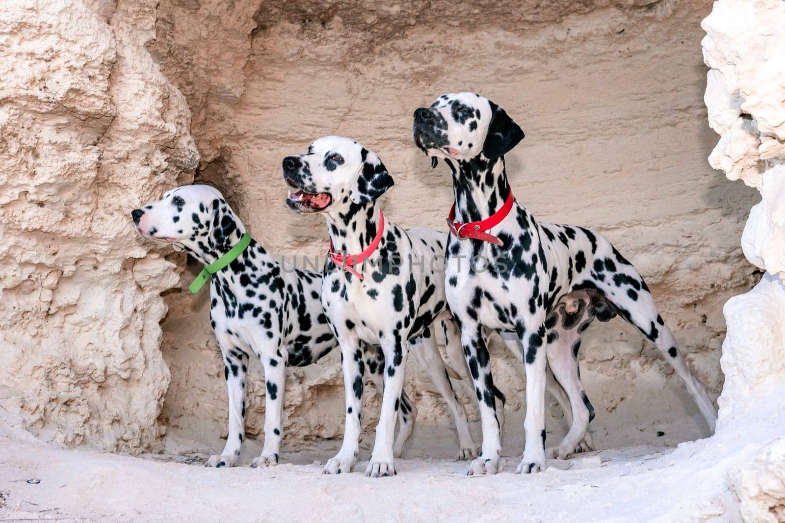 Portrait of three beautiful young Dalmatian dogs standing in a cave.
