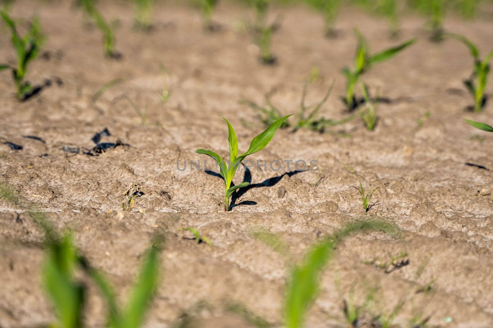 Maize seedling in the agricultural garden with blue sky. by vovsht