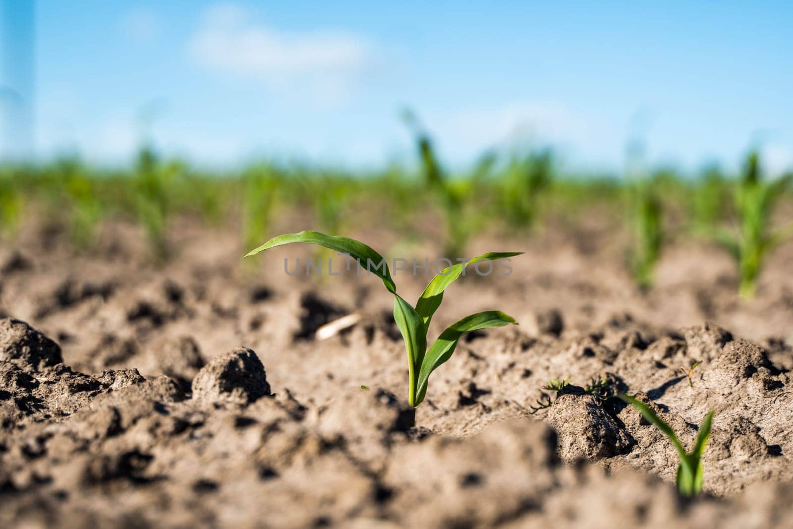 Close up seeding maize plant, Green young corn maize plants growing from the soil. Agricultural scene with corn's sprouts in earth closeup. by vovsht