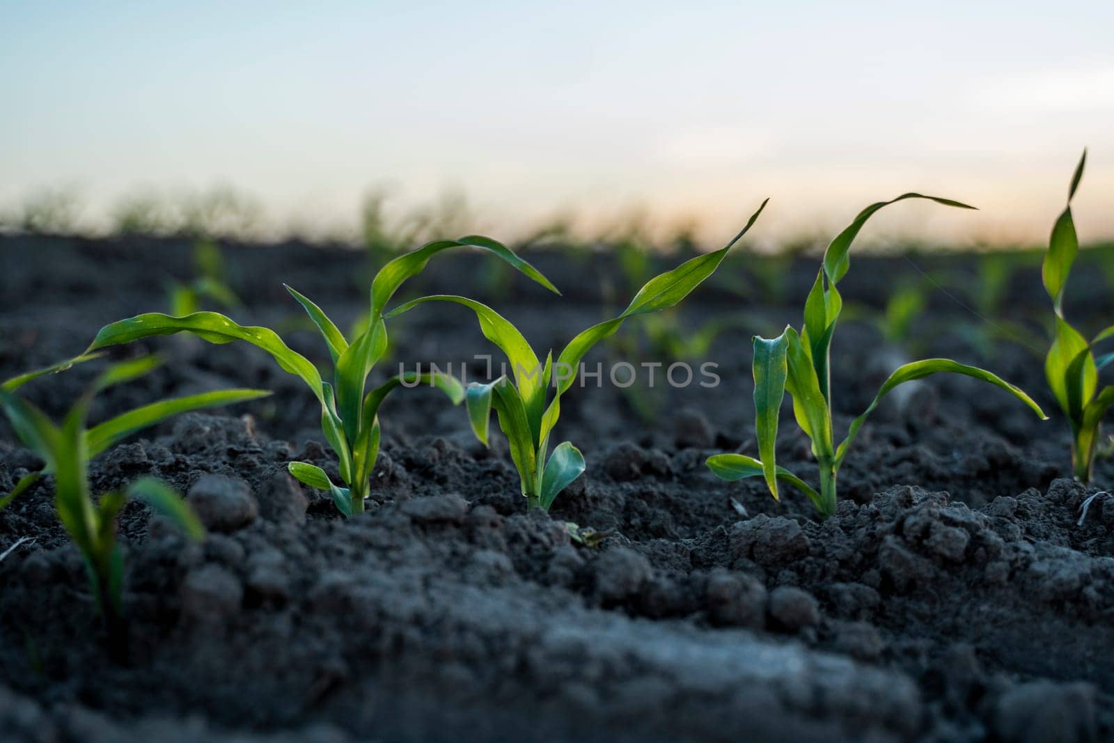 Growing young green corn seedling sprouts in cultivated agricultural farm field under the sunset, shallow depth of field. Agricultural scene with corn sprouts in earth closeup