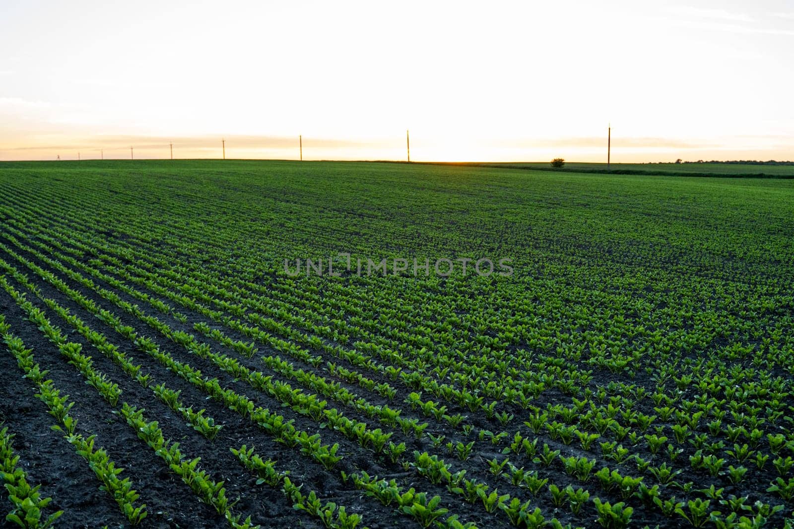 Young green sugar beet leaves in the agricultural beet field in the evening sunset. Agriculture. by vovsht