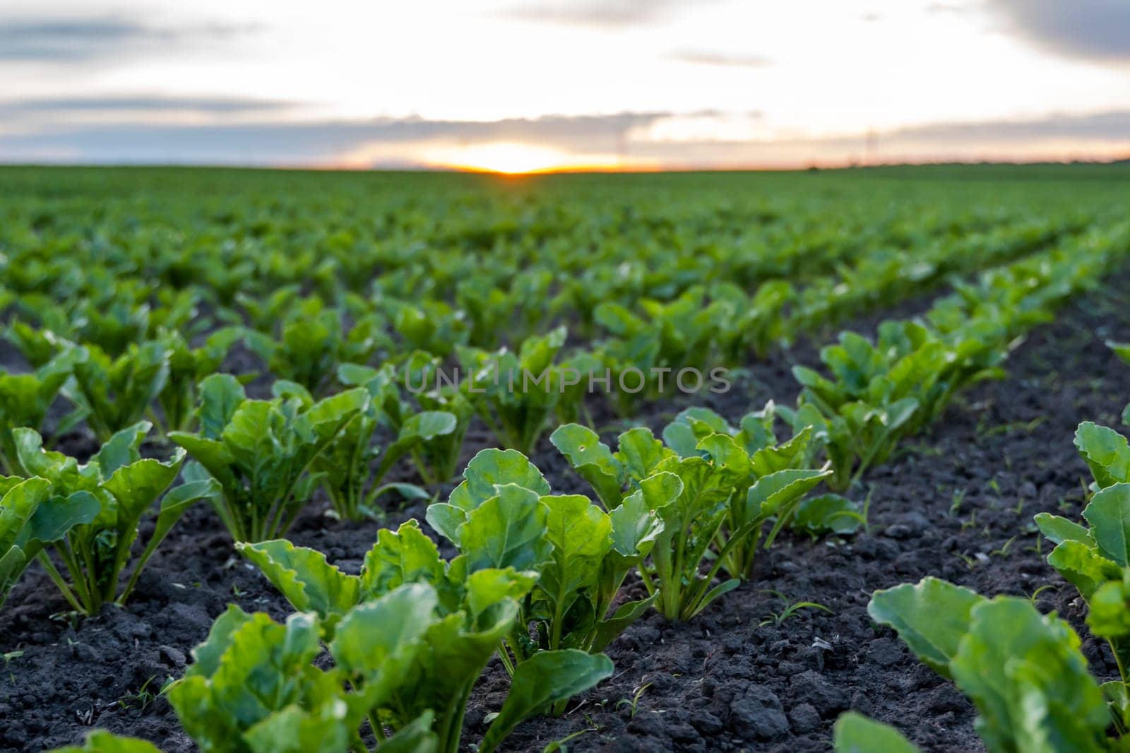 Landscape of oung green sugar beet leaves in the agricultural beet field in the evening sunset. Agriculture. by vovsht