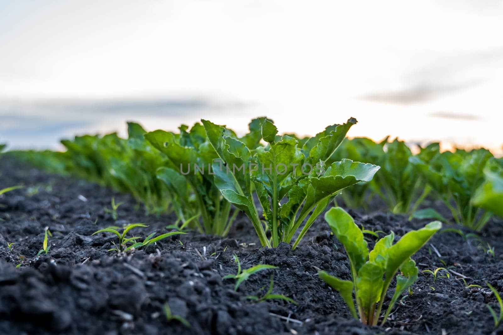 Young green sugar beet leaves in the agricultural beet field in the evening sunset. Agriculture. by vovsht
