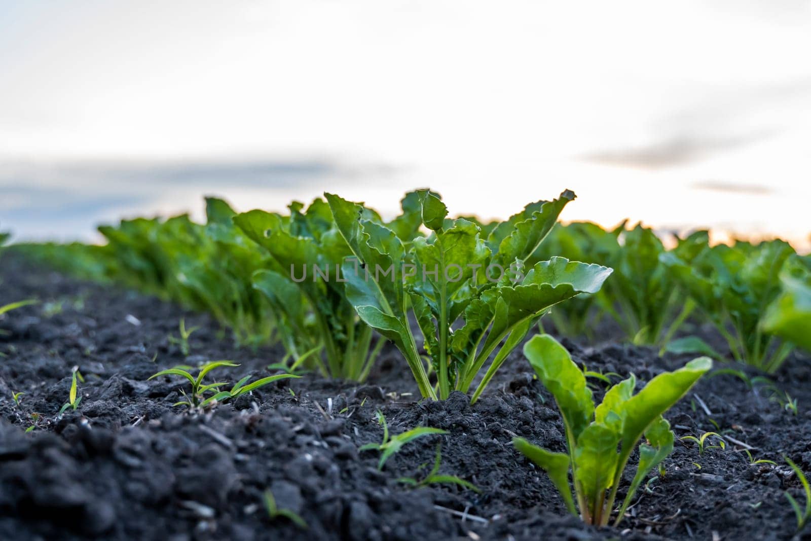 Young green sugar beet leaves in the agricultural beet field in the evening sunset. Agriculture