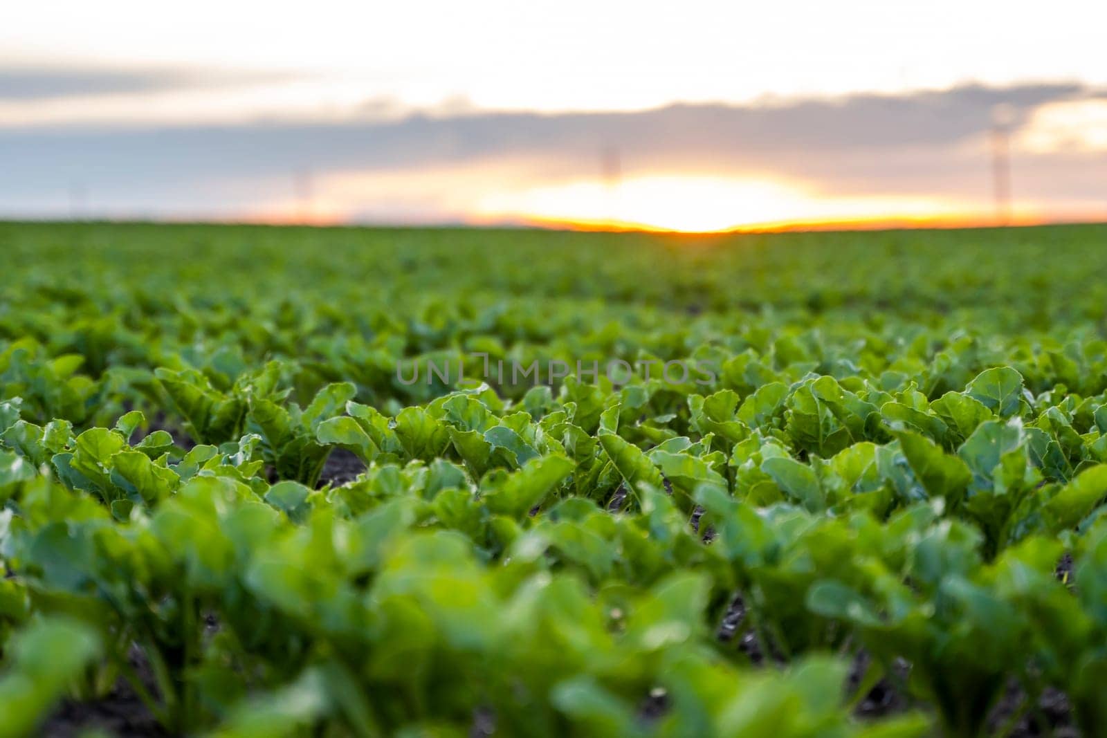 Rows of young fresh beet leaves. Beetroot plants growing in a fertile soil on a field. Cultivation of beet. Agriculture. by vovsht