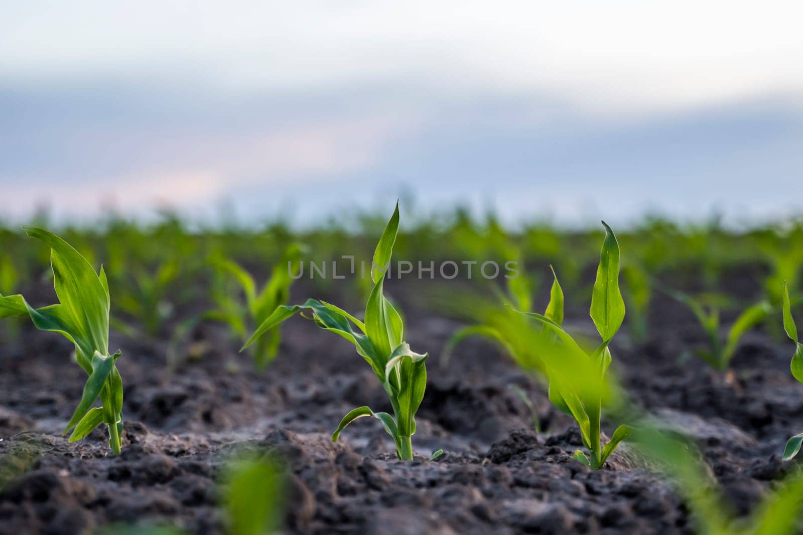 A young green sprout of corn close-up grows in the soil in a garden bed in a sunset