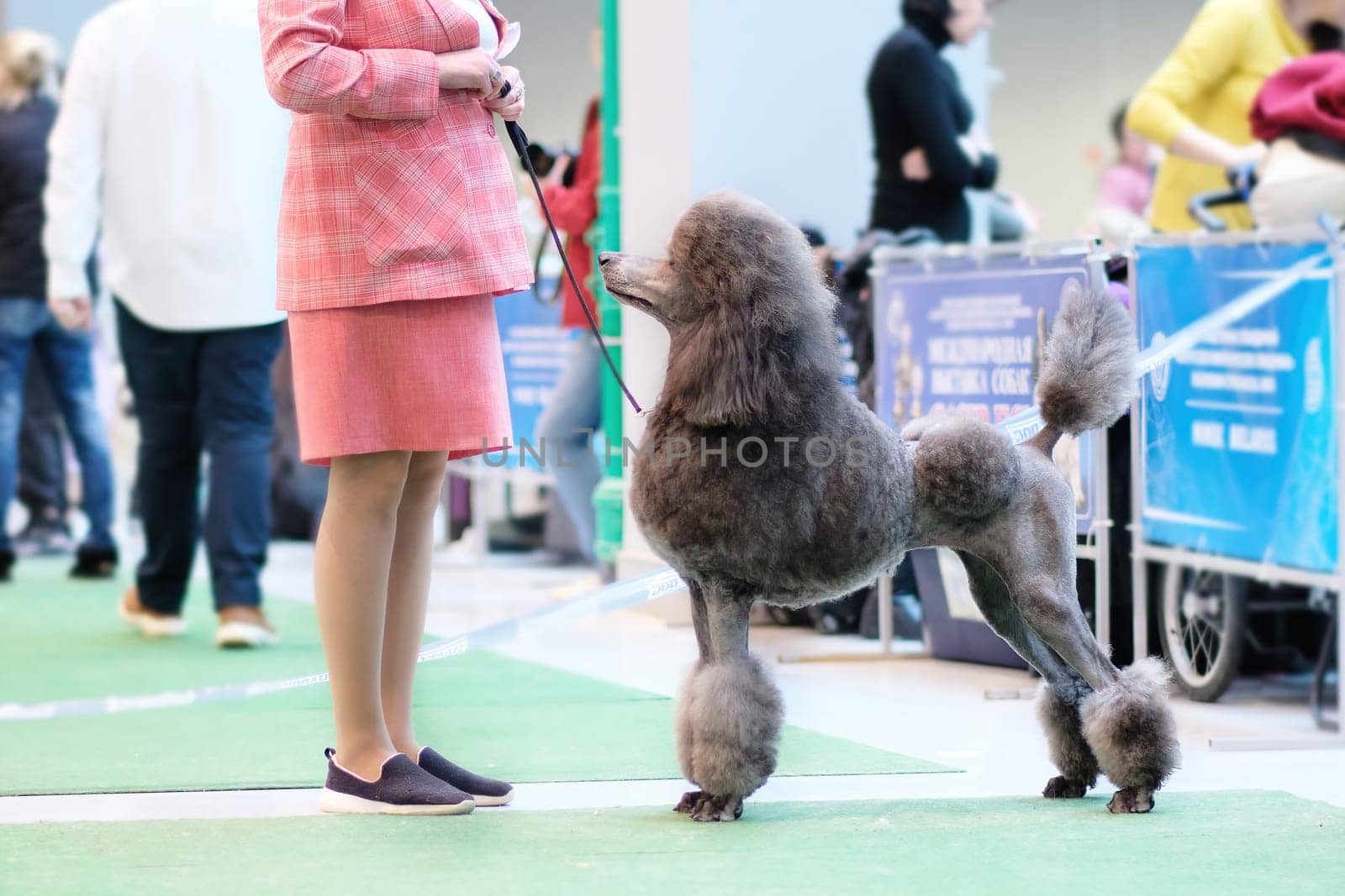 A silver royal poodle at a dog show. Posing in front of the jury..