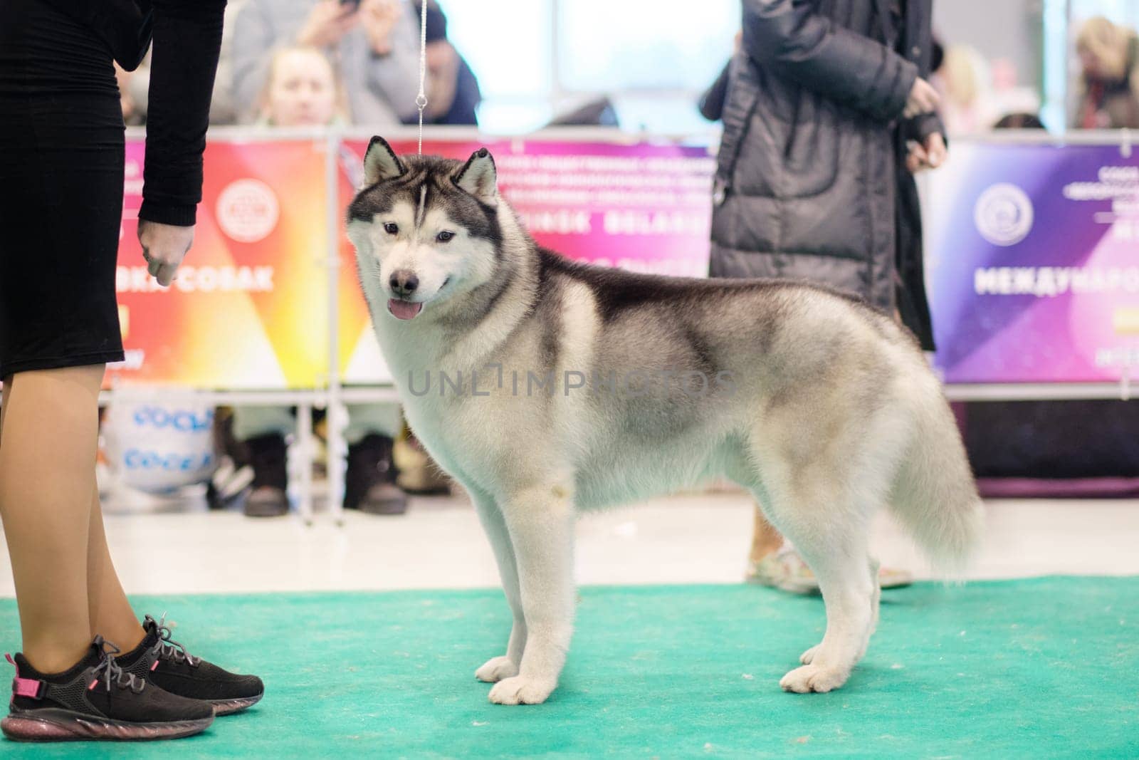 Siberian husky poses in a rack at a dog show.