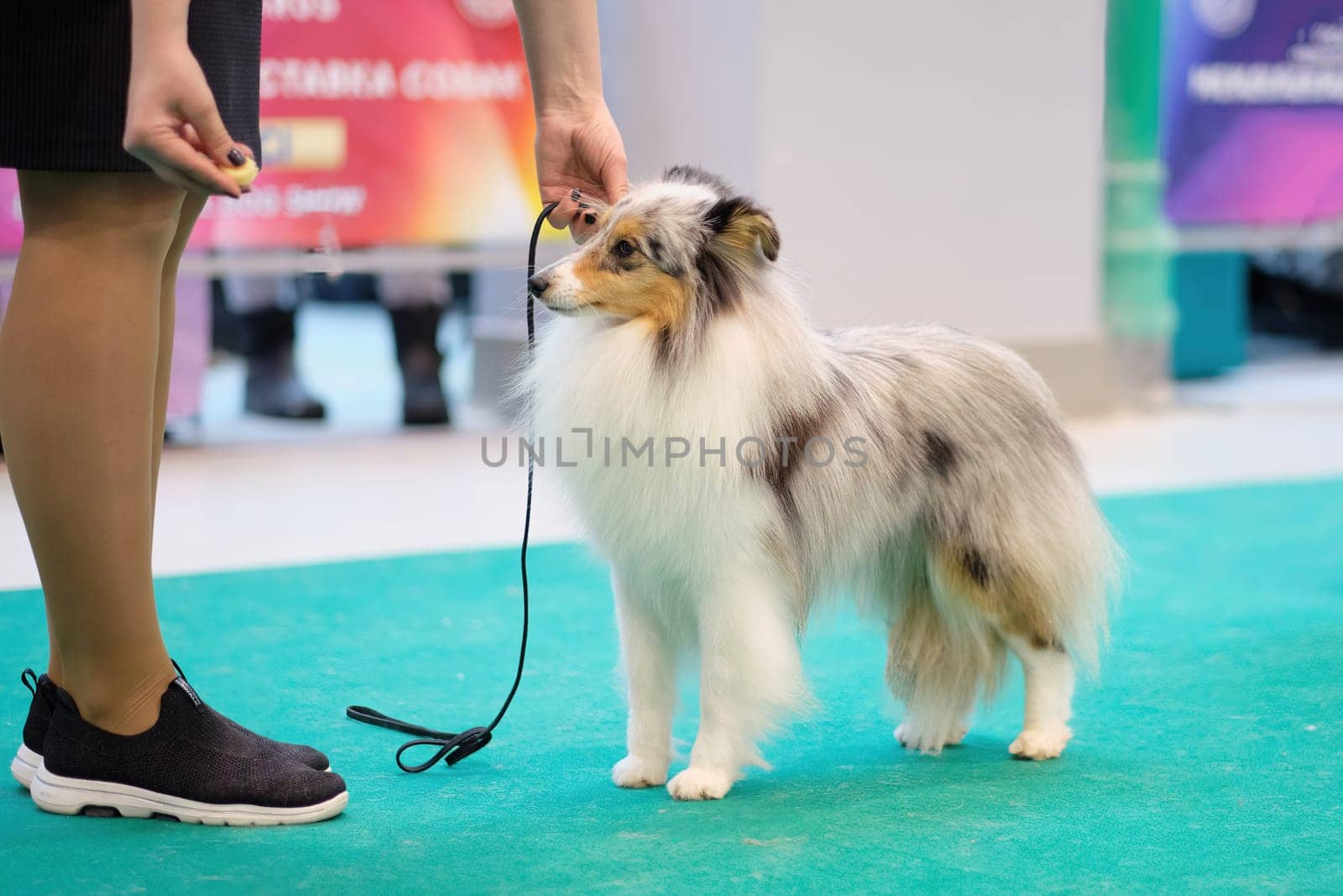 .Merle the Shetland Shepherd in the rack at the dog show.