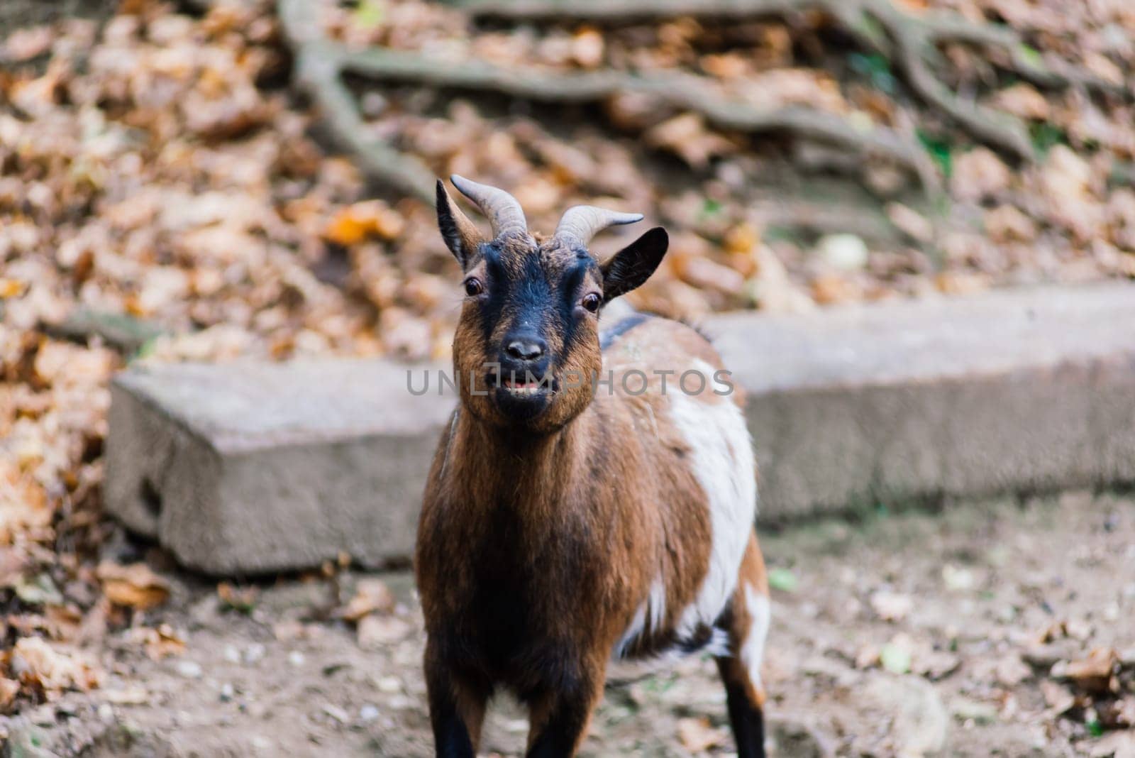 The maned ram eats hay, animal in the zoo, large rounded horns of ram.