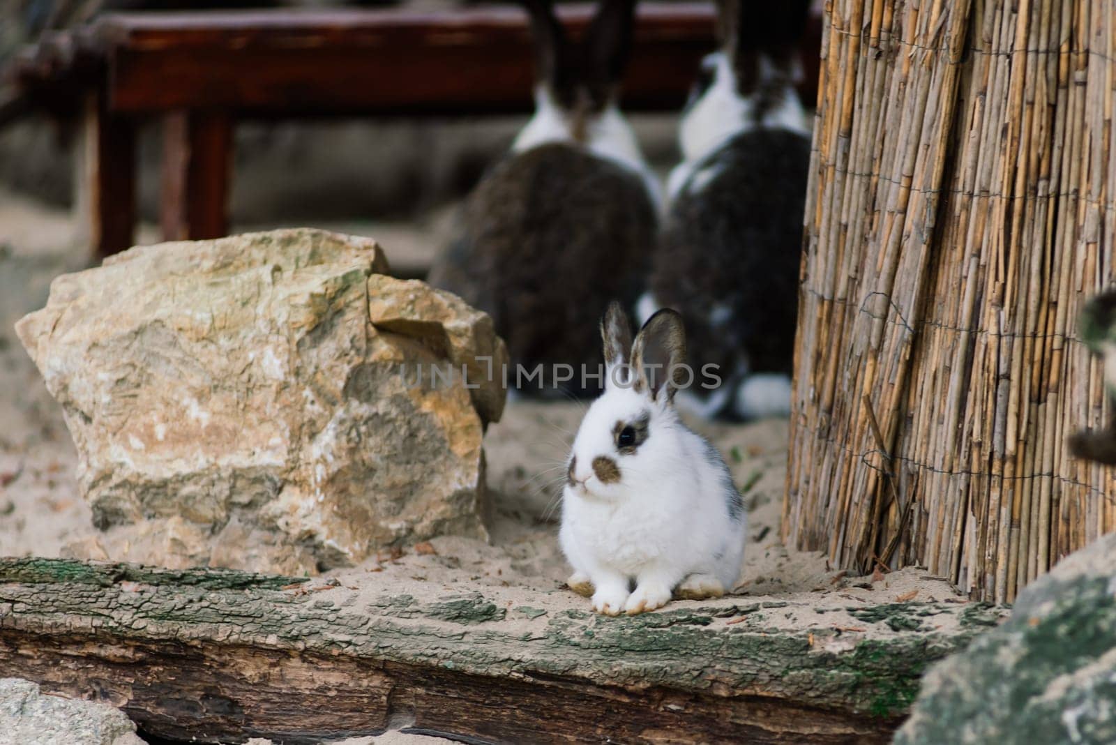 Cute white food's rabbit in a green park. Animal nature habitat of rabbit: life in meadow concept.