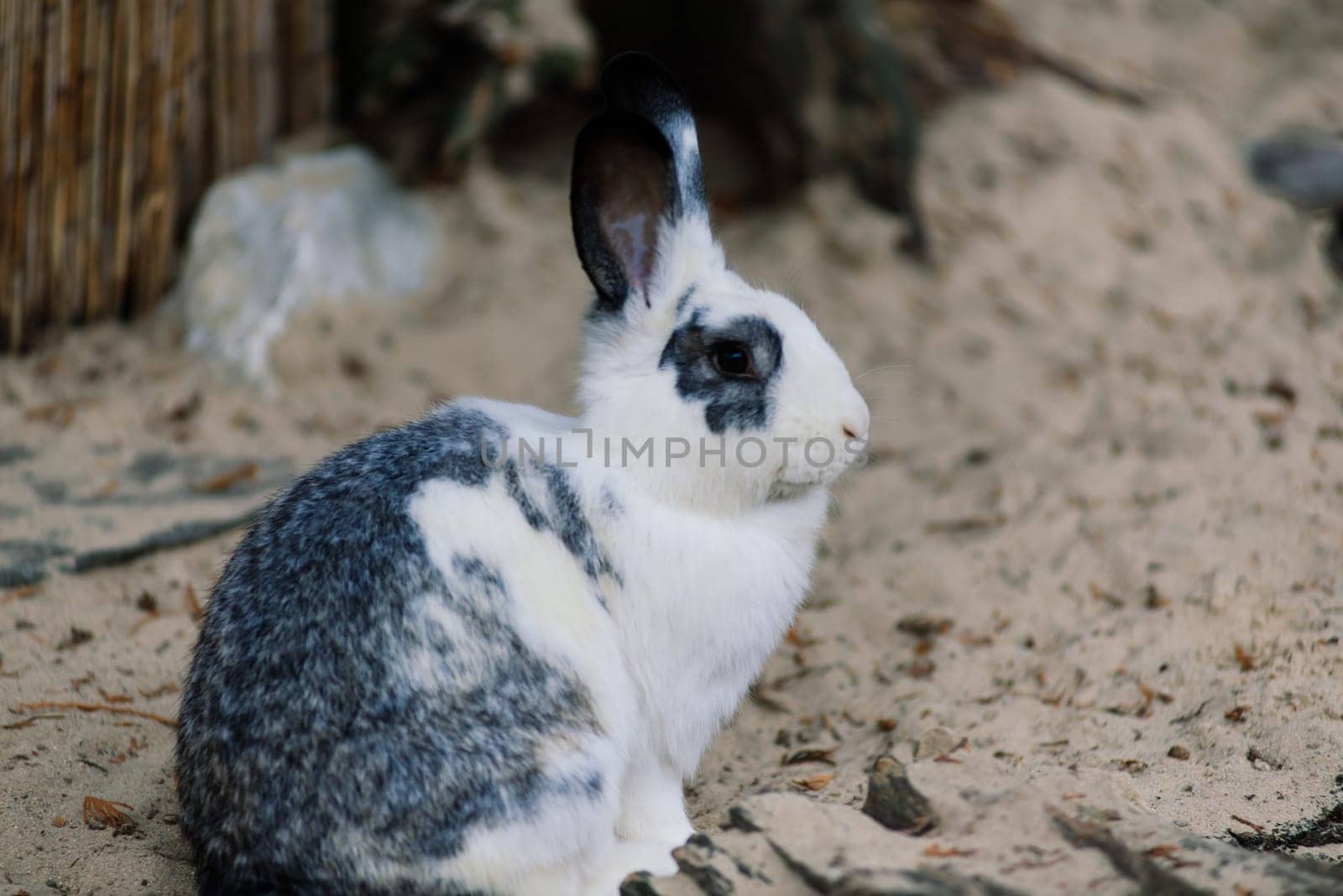 Cute white food's rabbit in a green park. Animal nature habitat of rabbit: life in meadow concept.