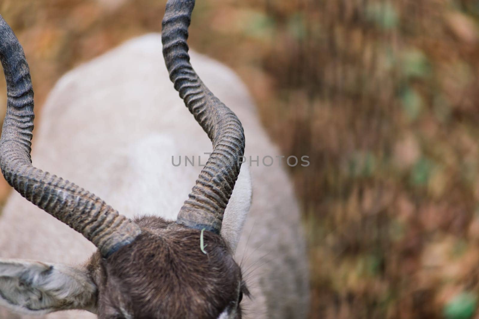 The maned ram eats hay, animal in the zoo, large rounded horns of a ram. by Zelenin