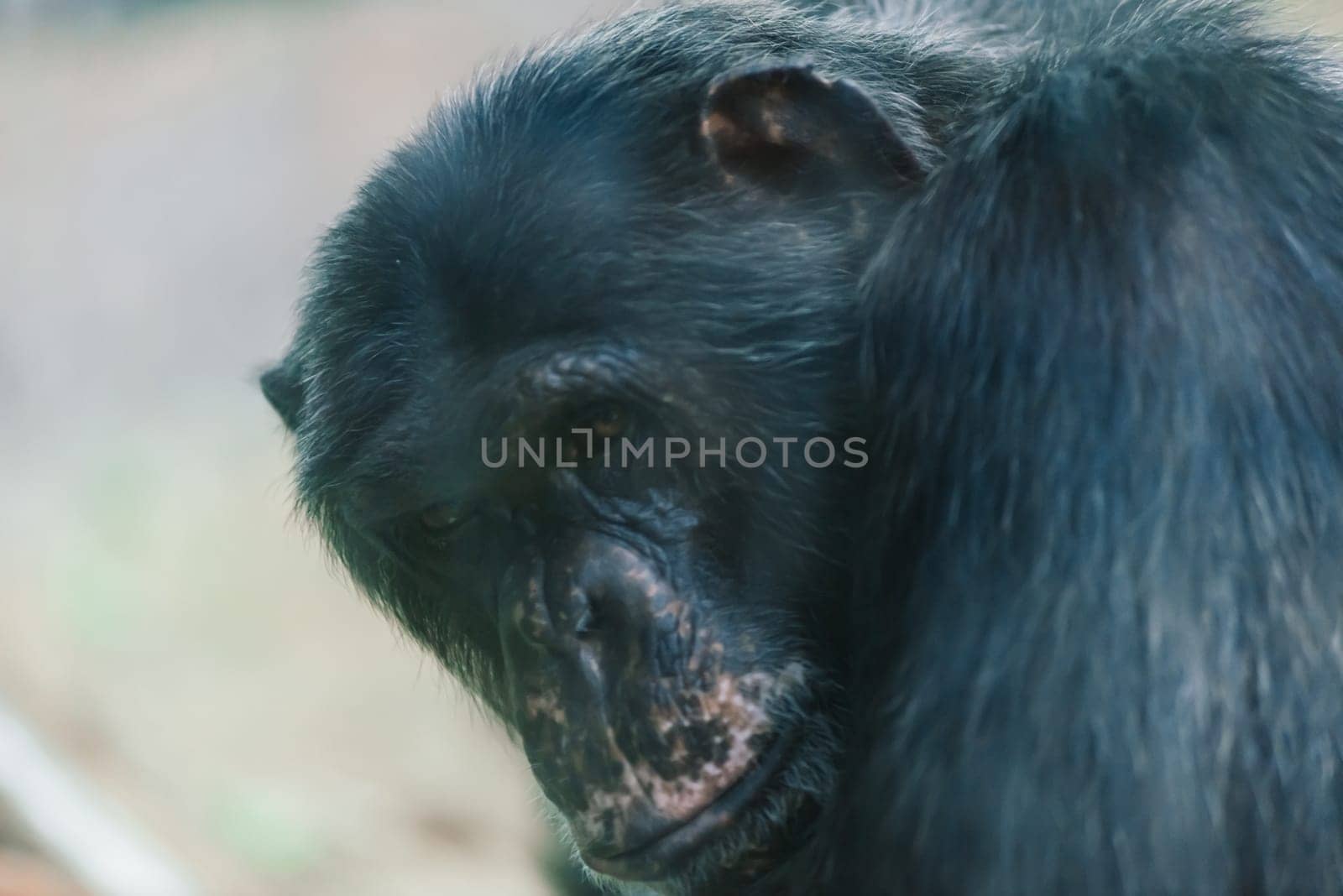 Bornean old big orangutan, pongo pygmaeus, detail head male photo