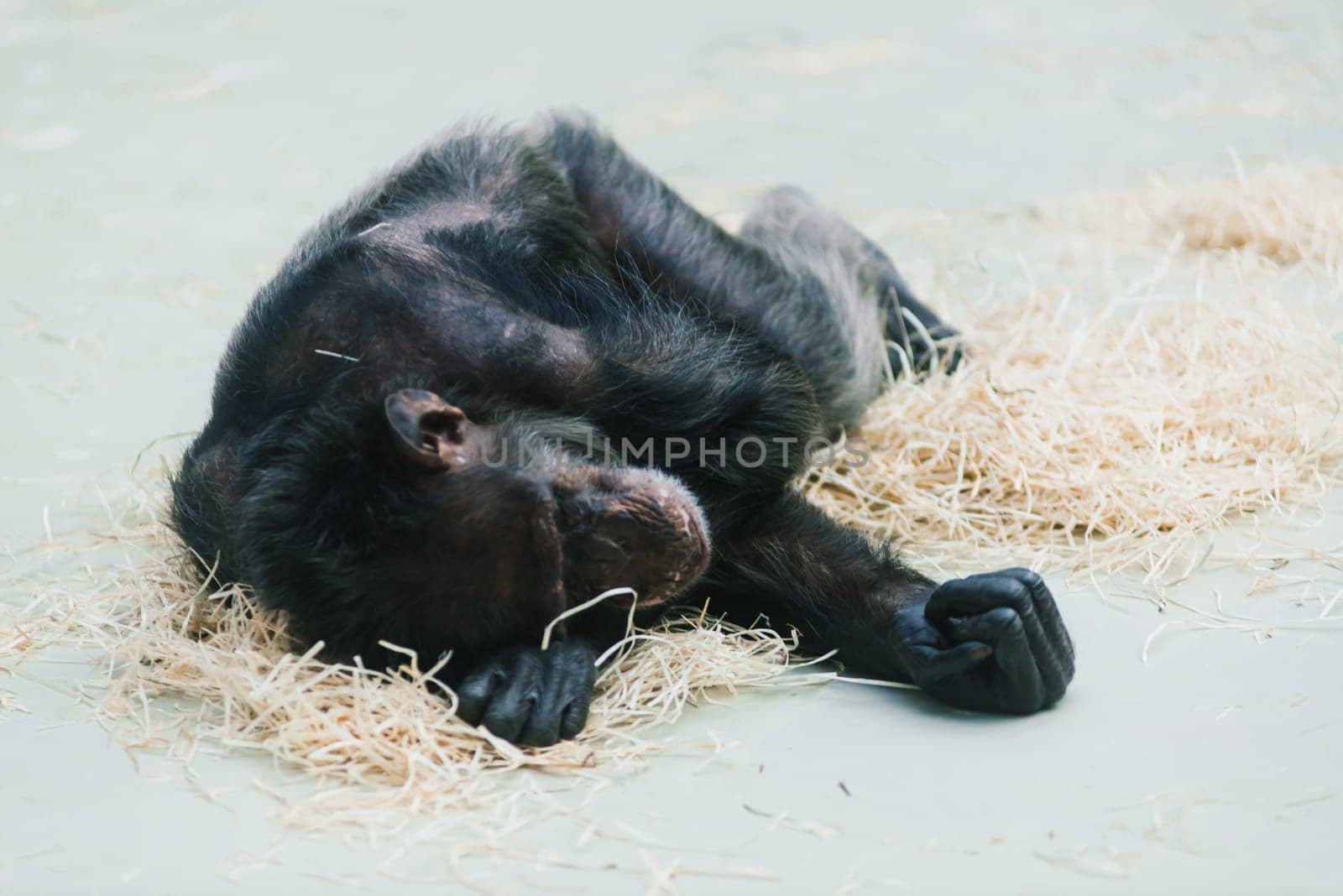 Bornean old big orangutan, pongo pygmaeus, detail head male photo