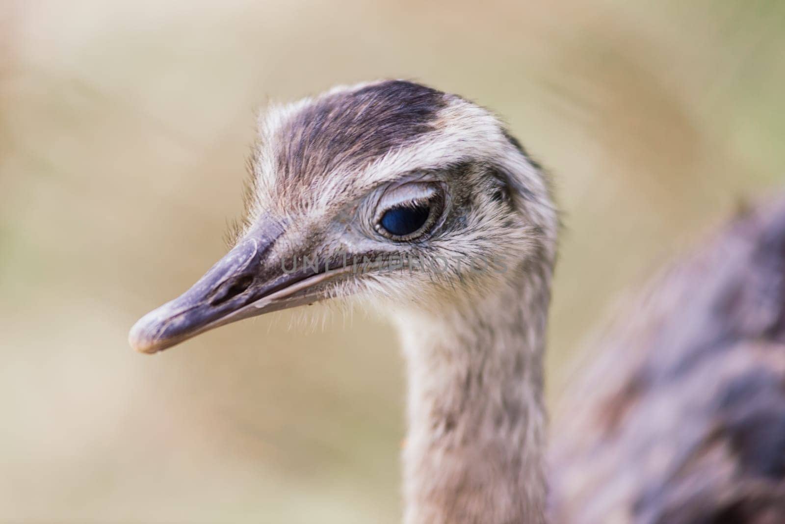 Ostrich head close up, an autumn weather park outdoors