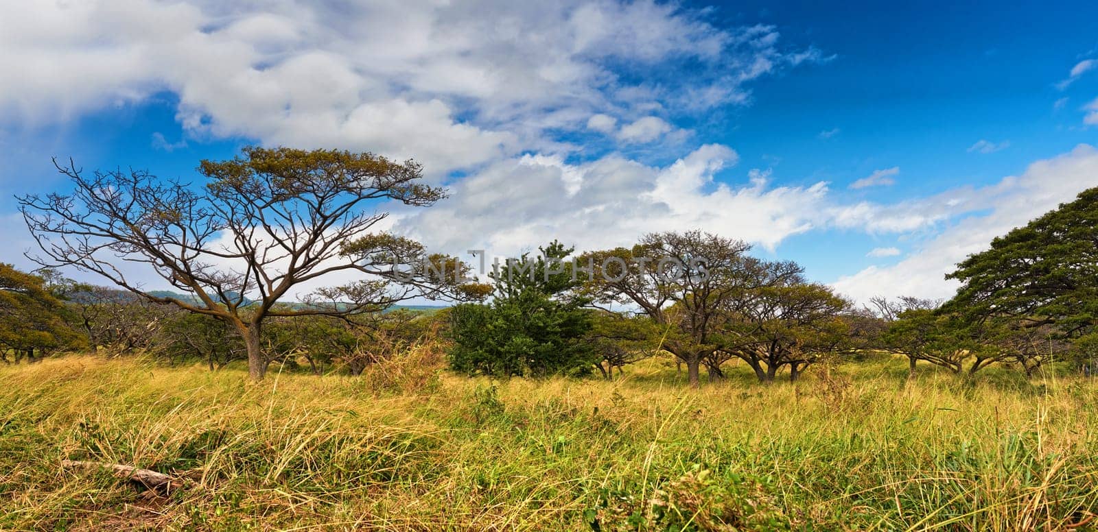 Nature, forest and landscape with blue sky background, trees and eco friendly outdoor environment in Africa. Woods, ecology or grass on field, plants and safari in kenya, savannah or natural wildlife by YuriArcurs