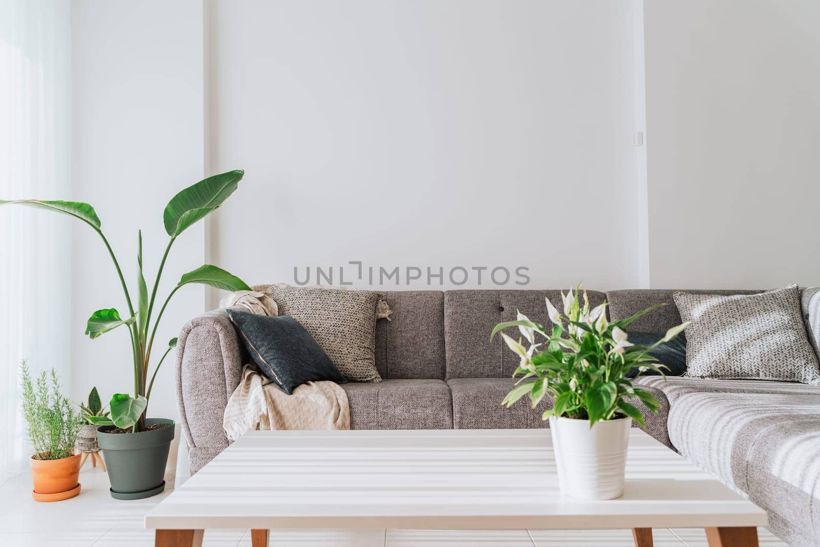 Modern minimalist light lit room interior white walls, white coffee table, grey velvet couch sofa green plants. Picture of light filled living room minimal furniture, plants, empty blank copy space