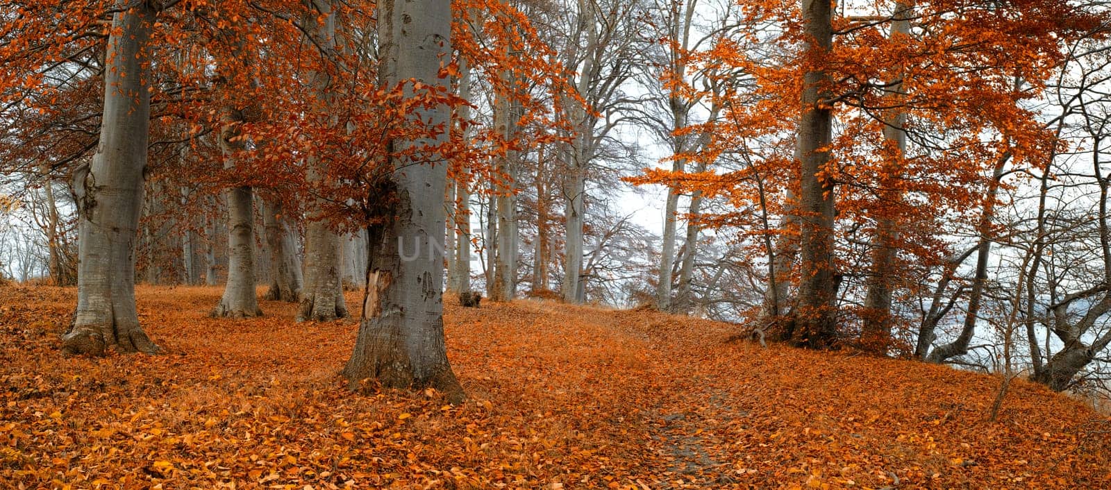Nature, landscape and trees in forest in autumn season for natural background, beauty and scenic view in countryside. Earth, fantasy environment and orange leaves on tree in woods for peace and calm by YuriArcurs