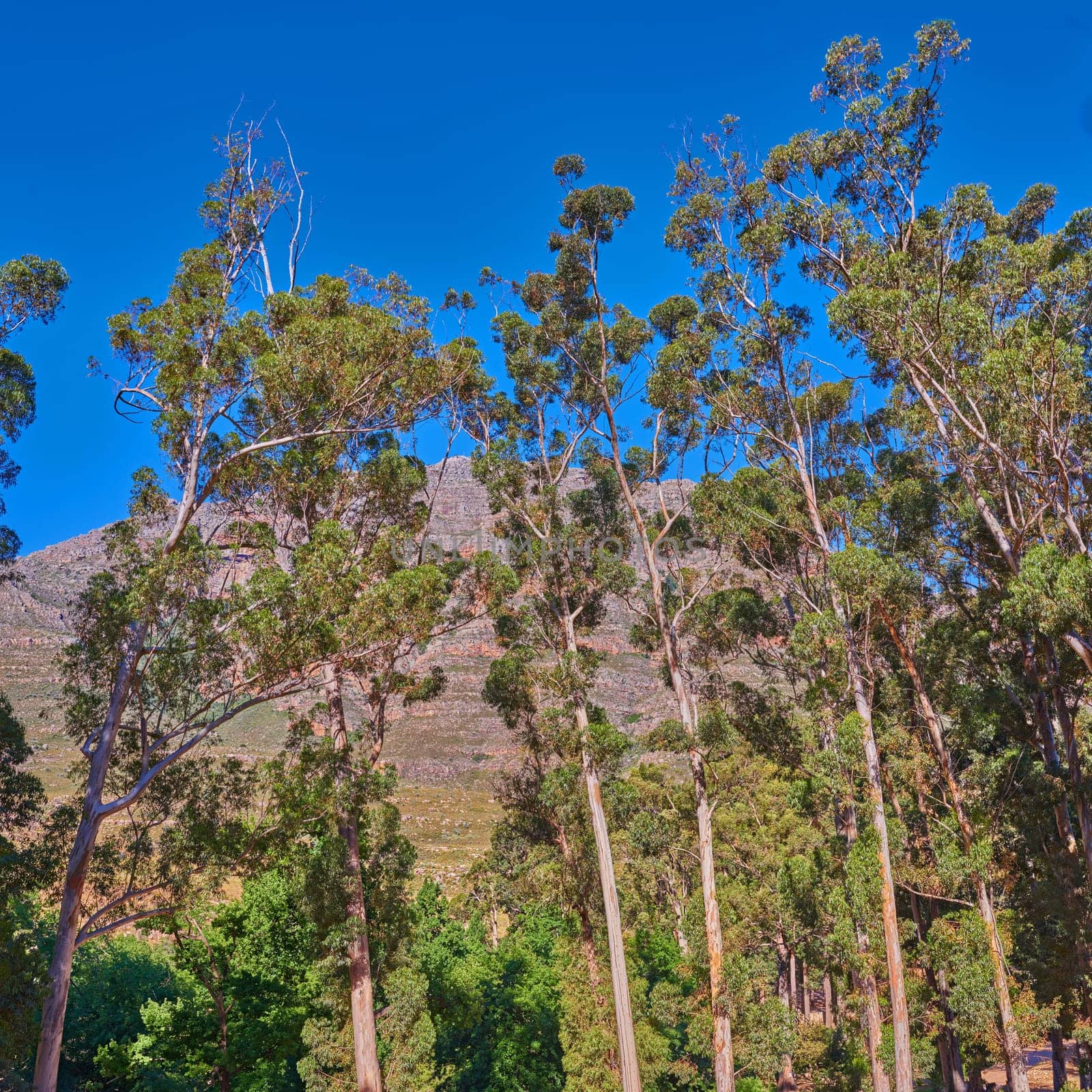 Nature environment, landscape and mountain with tree, blue sky and plants in summer outdoor in Australia. Sustainable, green ecology and mountain range, calm and natural beauty in spring and calm by YuriArcurs