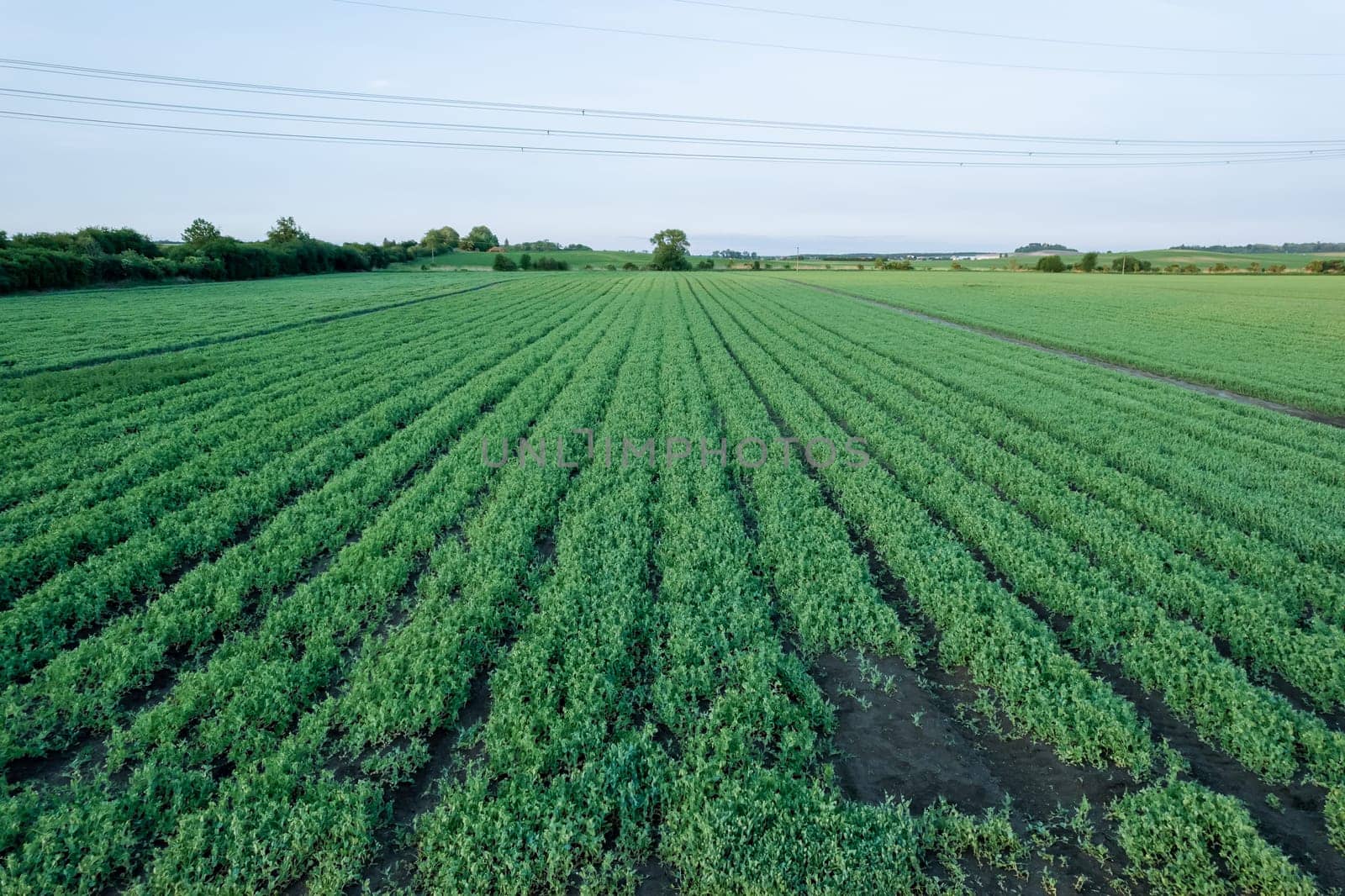 Green rows of peas growing in the field, place for text. Pea plantation.