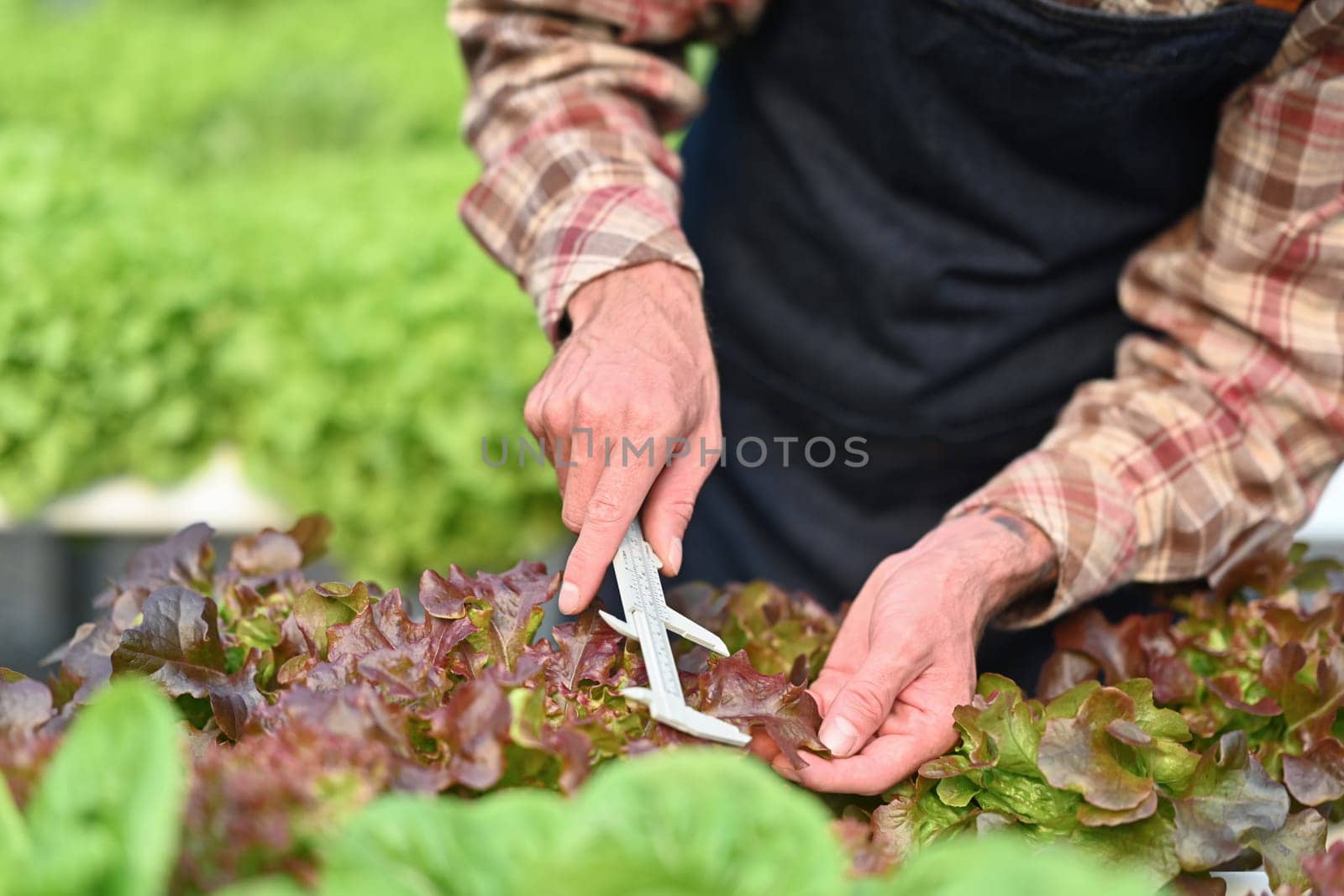 Cropped shot of farmer using a vernier caliper, checking quality of organic vegetables in greenhouse before harvesting.