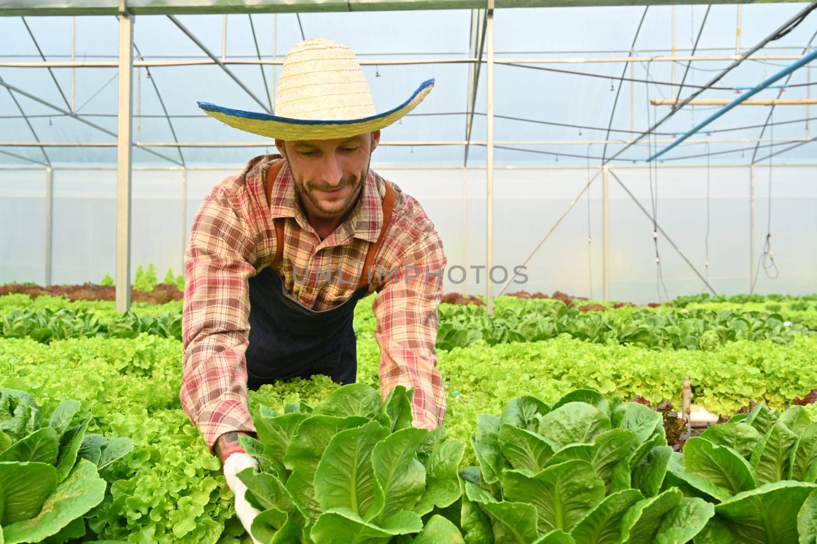 Farmer harvesting fresh vegetables in greenhouse or hydroponic farm. Business agriculture concept.