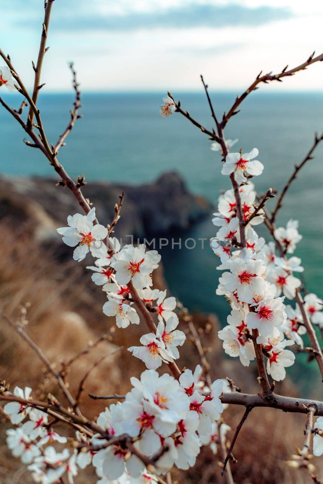 Flowering almond branches with white flowers against the blue sea by Matiunina