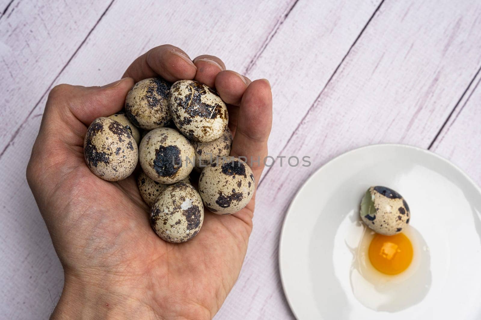 A handful of fresh quail eggs in a person's hand, yolk and white on a white plate surrounded by many eggs. Bright festive background. Close-up. Healthy eating.