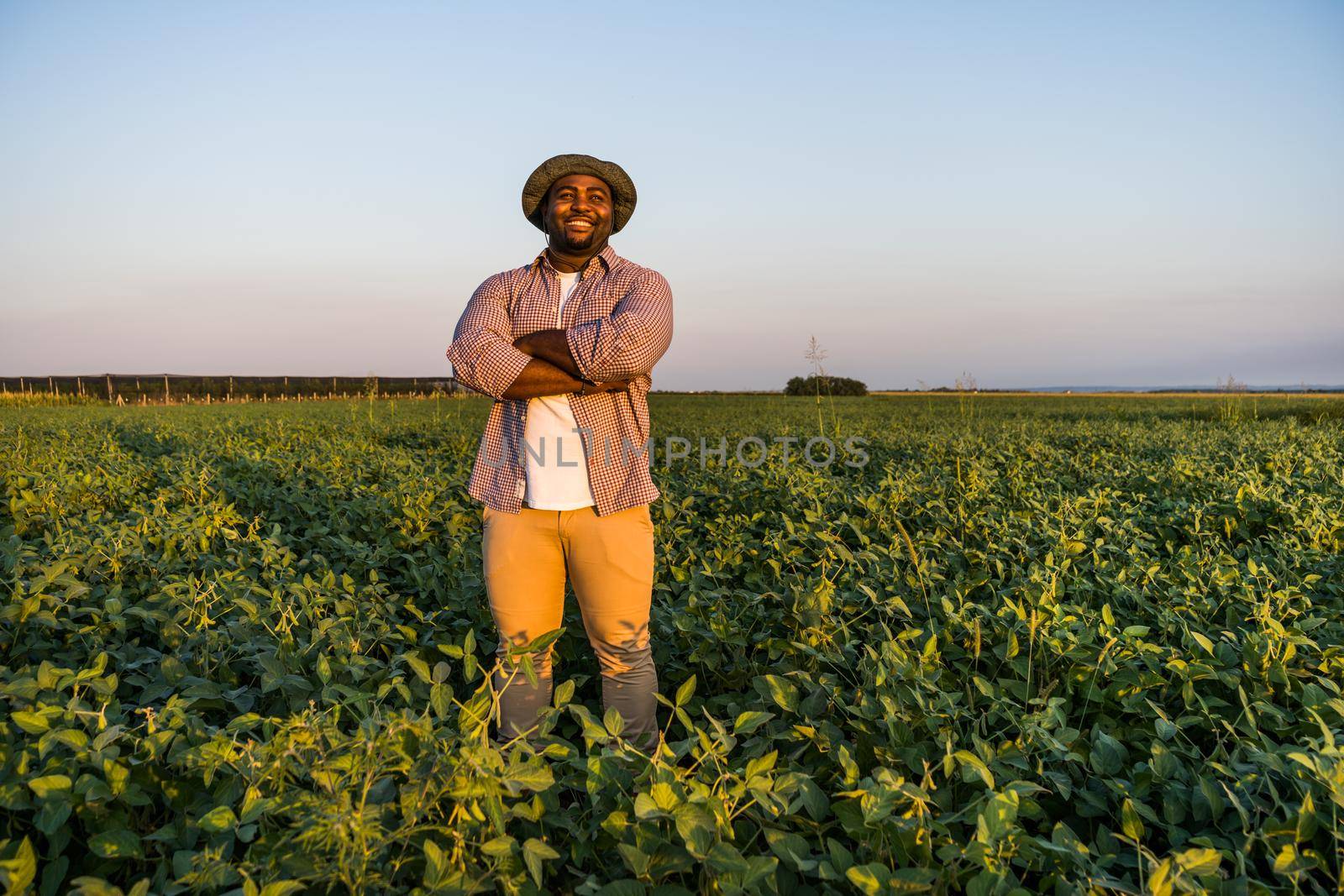 Farmer is standing in his growing soybean field. He is satisfied because of good progress of plants.