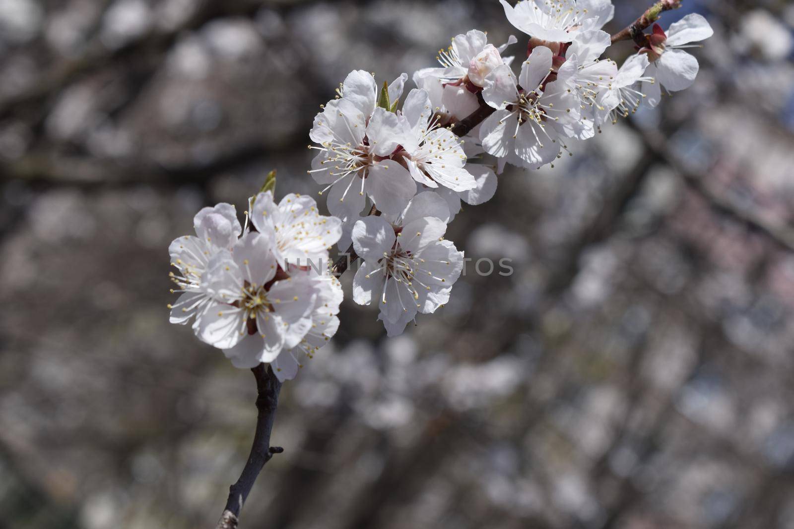 Spring blooming sakura cherry flowers branch