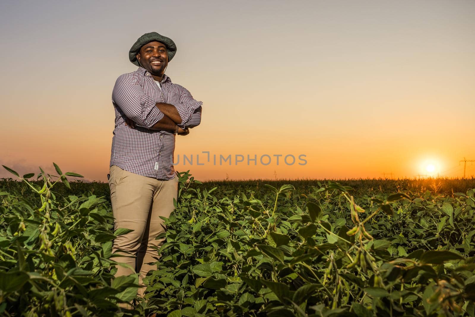 Farmer is standing in his growing soybean field. He is satisfied because of good progress of plants.