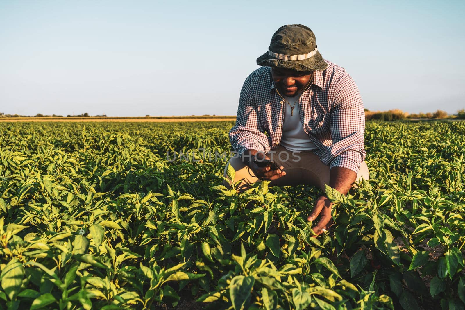 Farmer is standing in his growing chili pepper field. He is examining progress of plants.