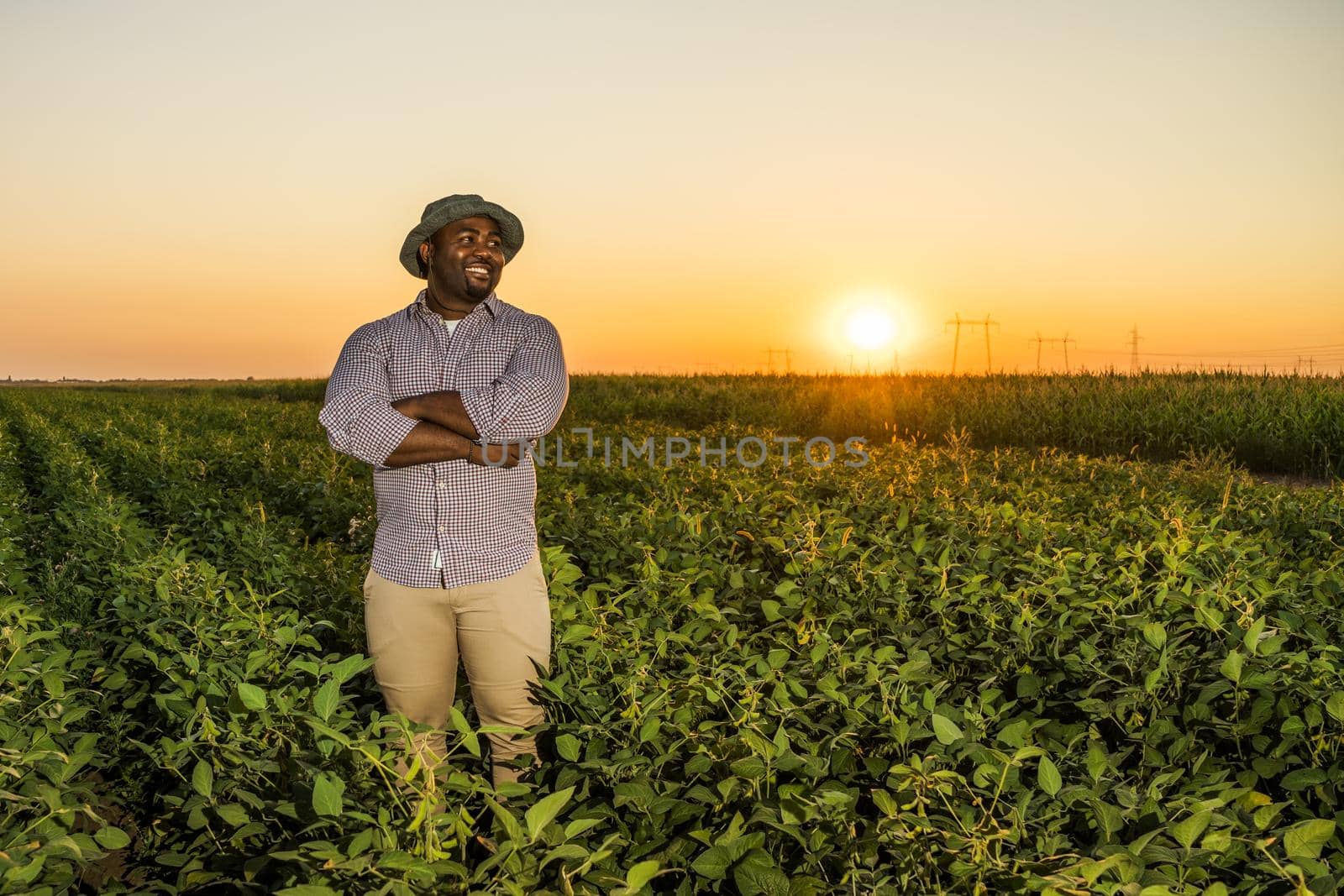 Farmer is standing in his growing soybean field. He is satisfied because of good progress of plants.