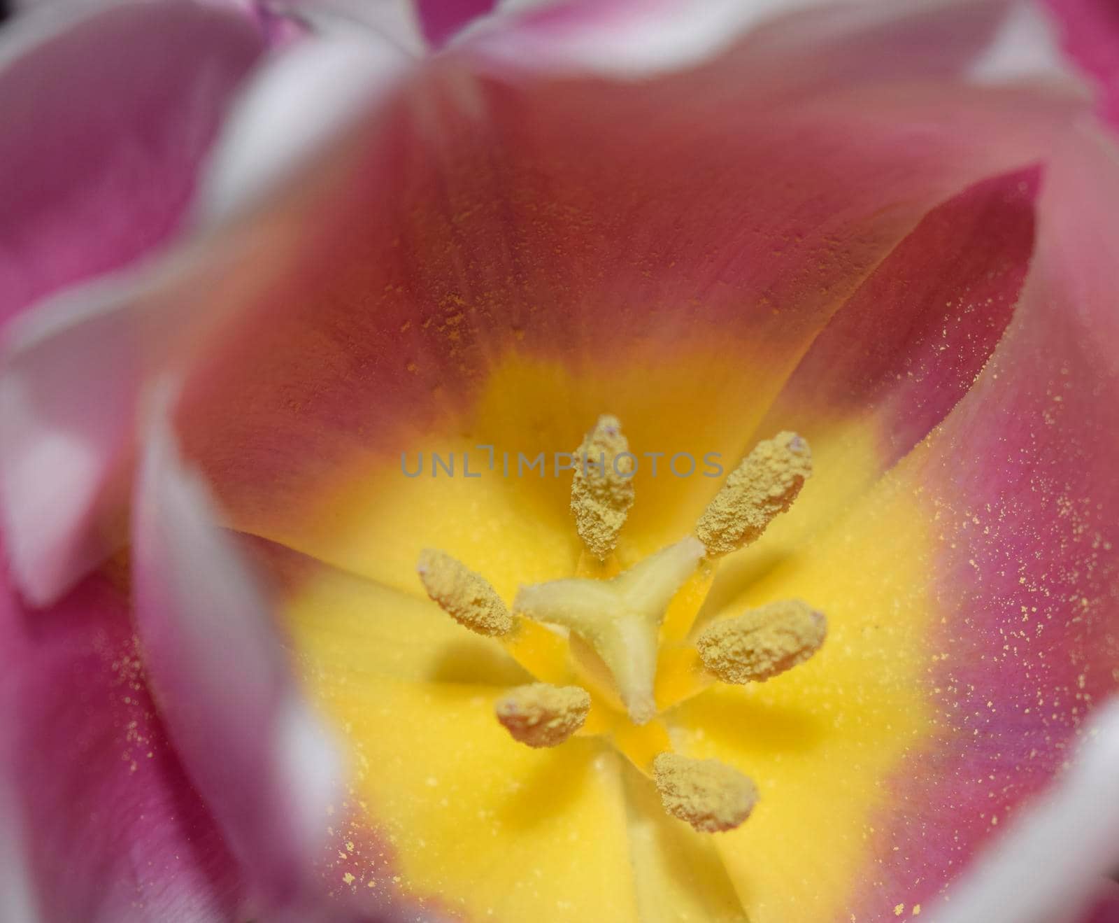 Closeup on the inside of a white and pink tulip. Blurred Flower Background. by NatalyArt