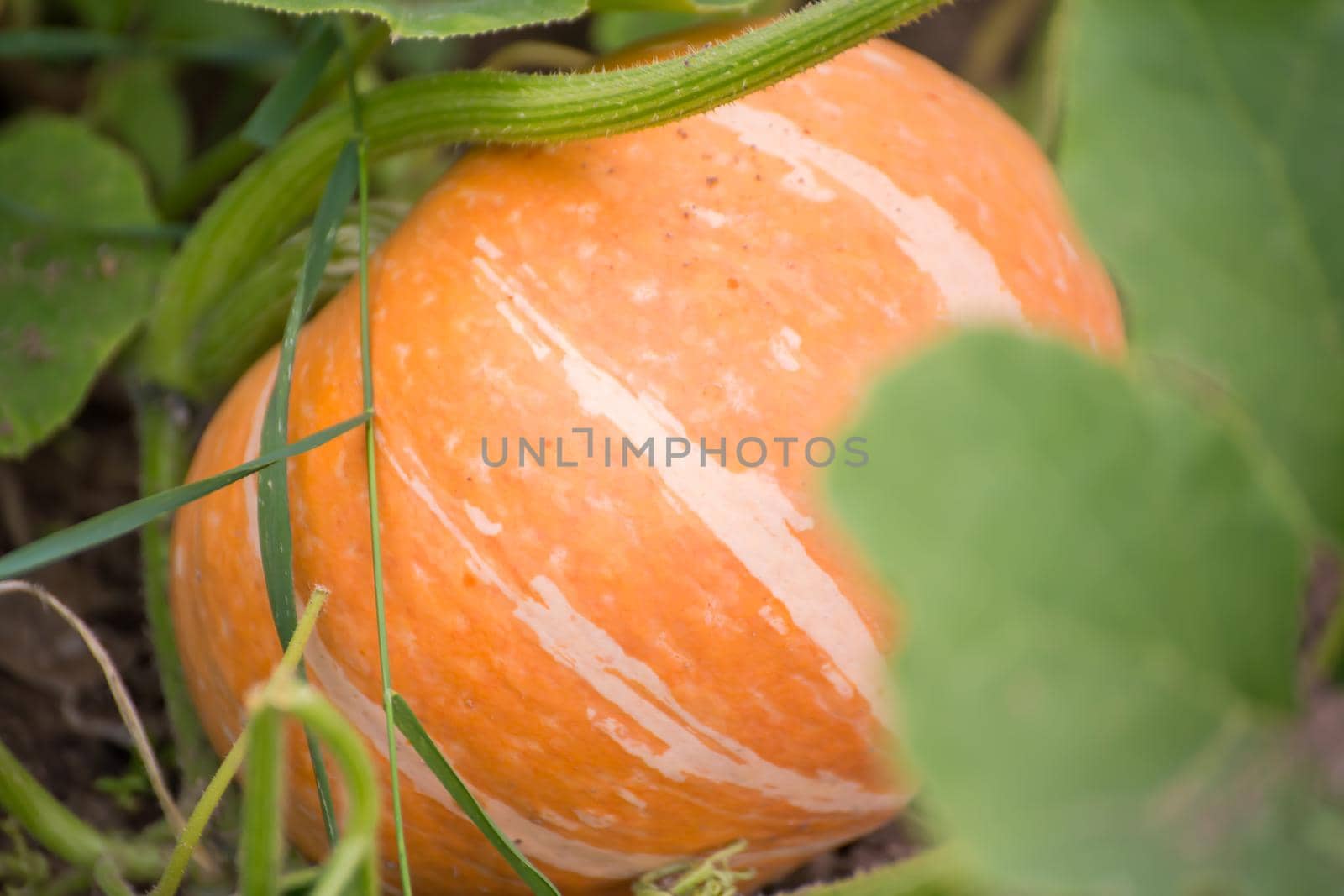 A large orange pumpkin lies in green foliage. Harvesting autumn vegetables. Healthy food concept, vegetarian diet of raw food. Non-GMO organic food. Background, backdrop, splash, postcard.