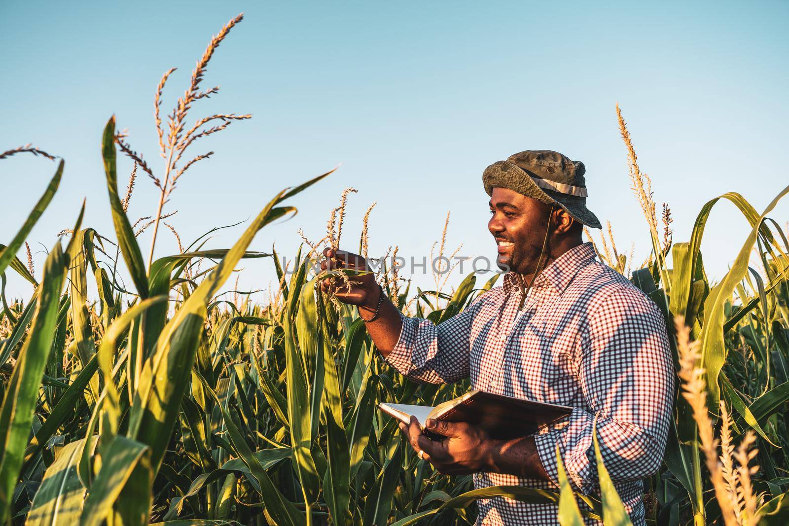 Farmer is standing in his growing corn field. He is examining progress of plants.