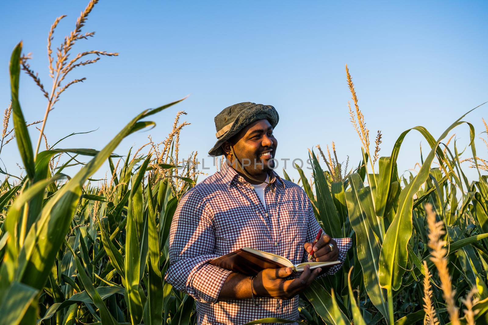 Farmer is standing in his growing corn field. He is examining progress of plants.