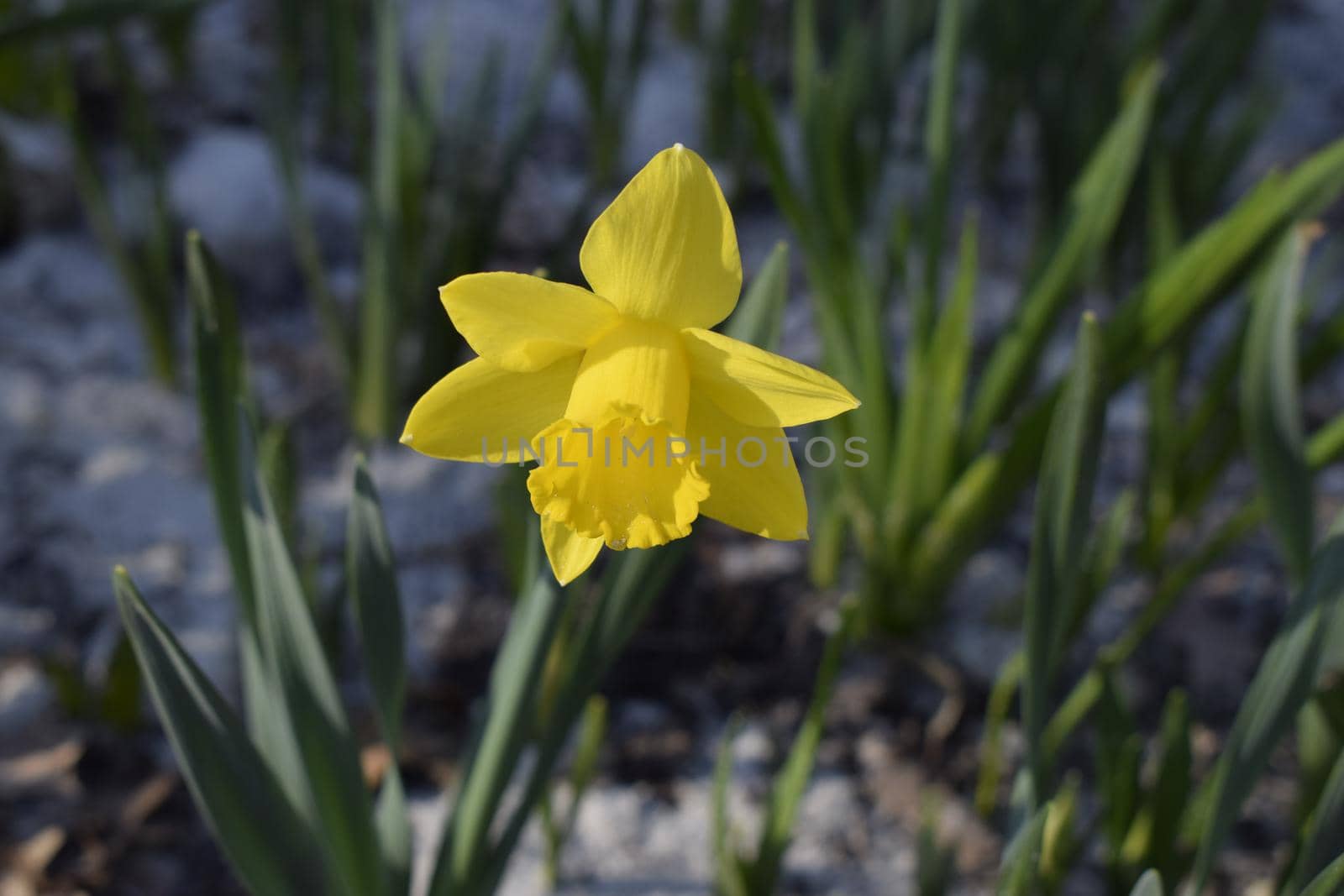 Yellow Daffodil in spring. Spring flowers. Yellow daffodils on dark green background