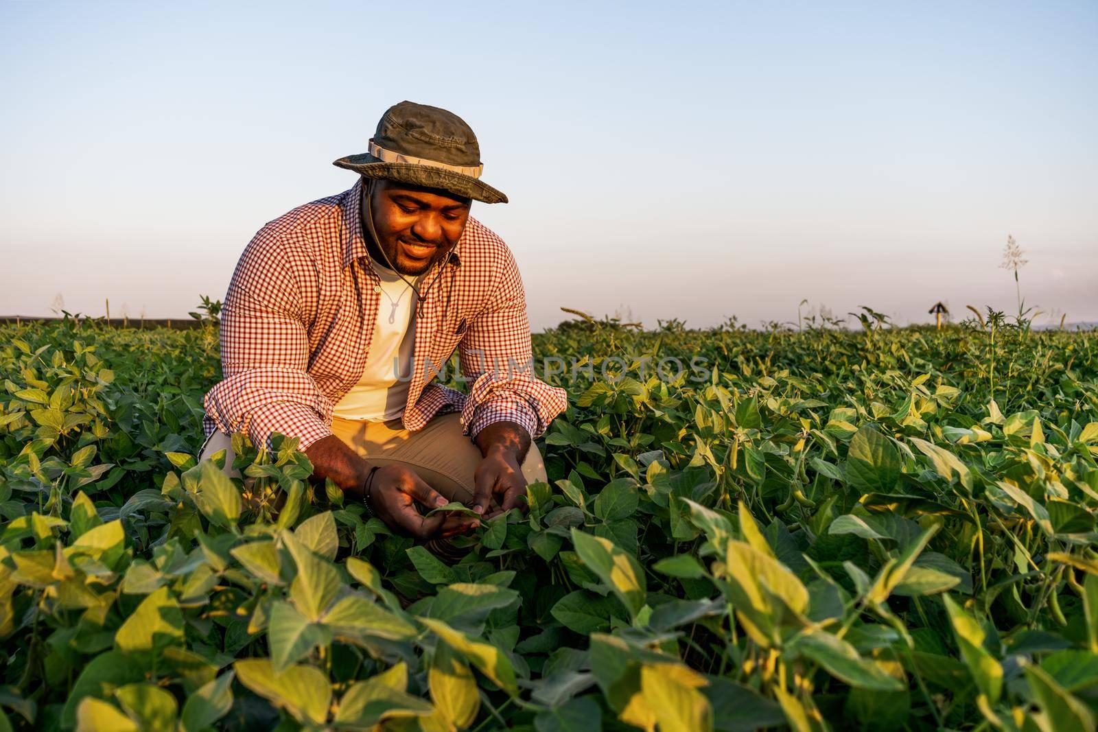 Farmer is standing in his growing soybean field. He is examining progress of plants.