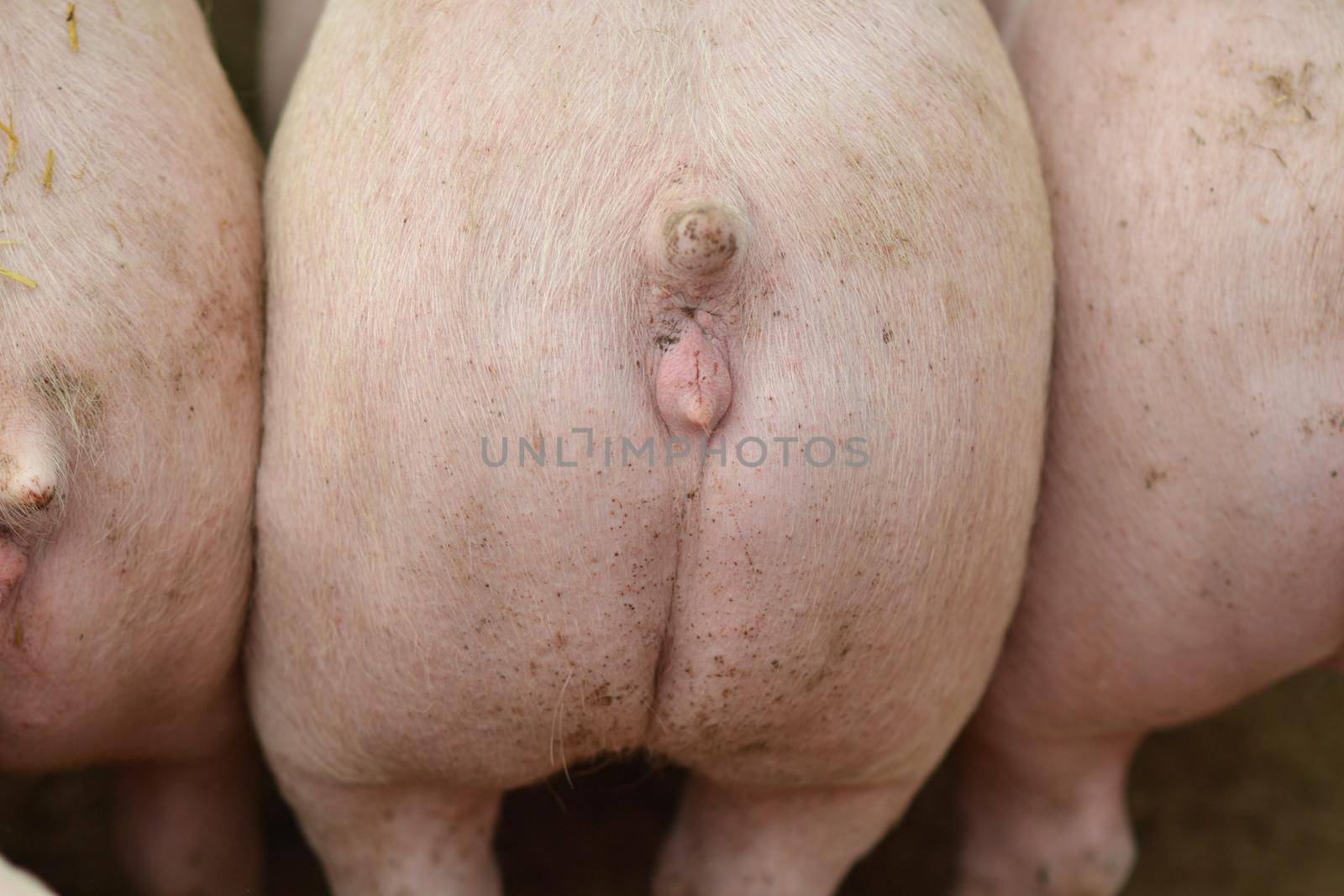 big pigs. rear view. naked pig butt. close-up
