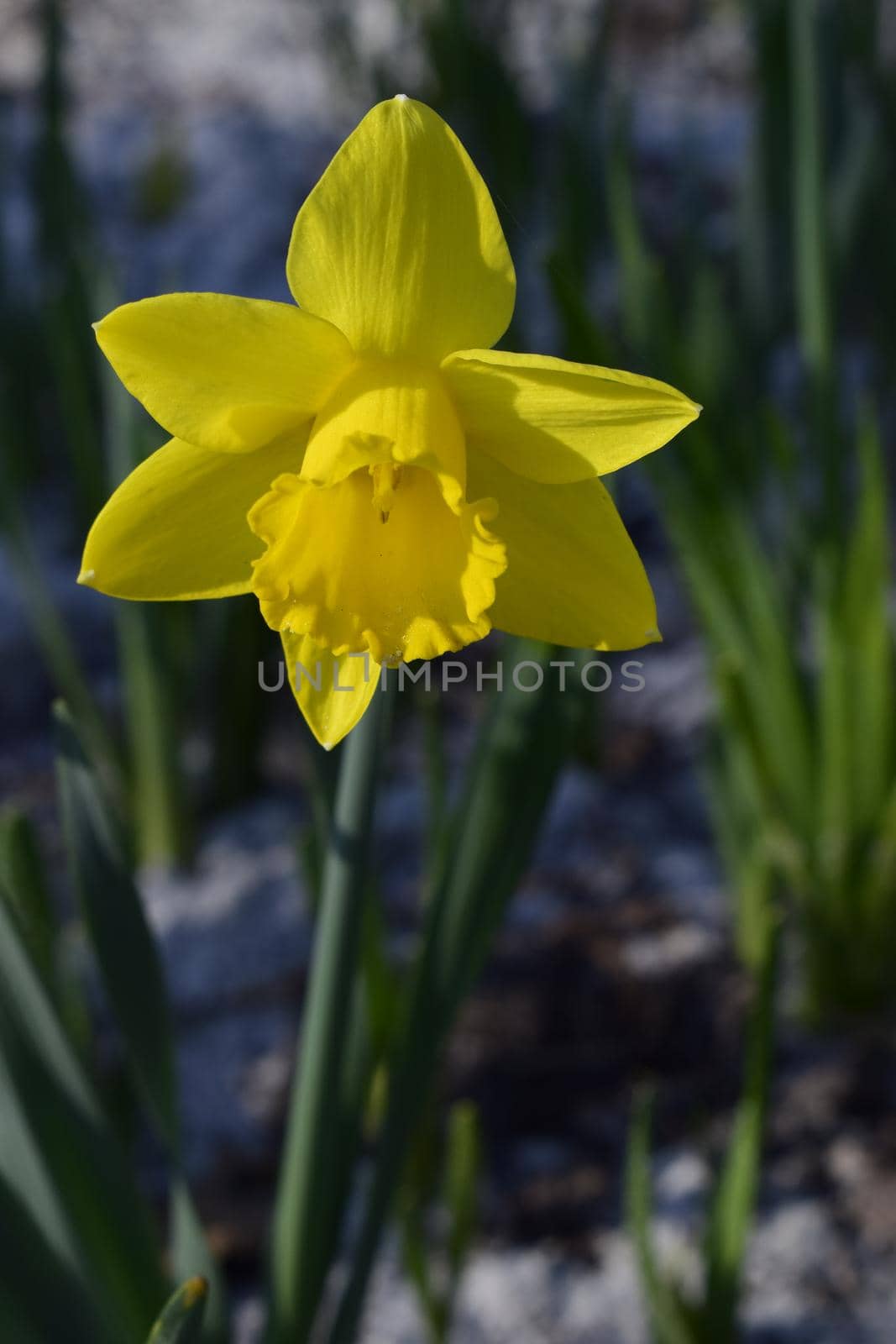 Yellow Daffodil in spring. Spring flowers. Yellow daffodils on dark green background