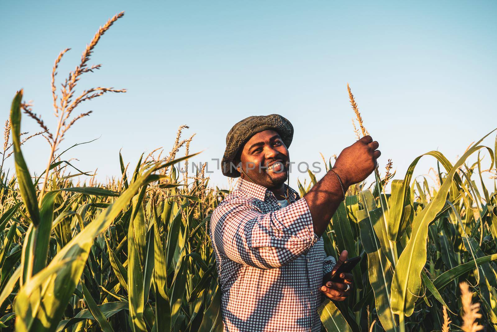 Farmer is standing in his growing corn field. He is satisfied because of good progress of plants.