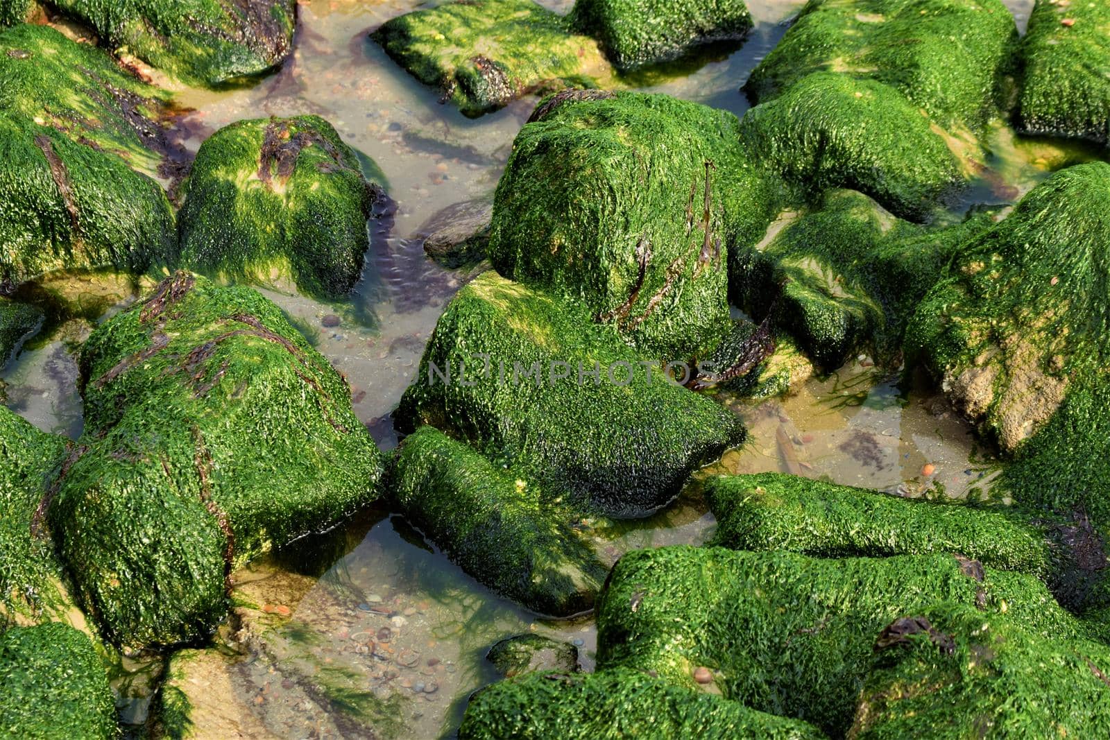 Stones overgrown with algae in the shallow water on the beach of an island