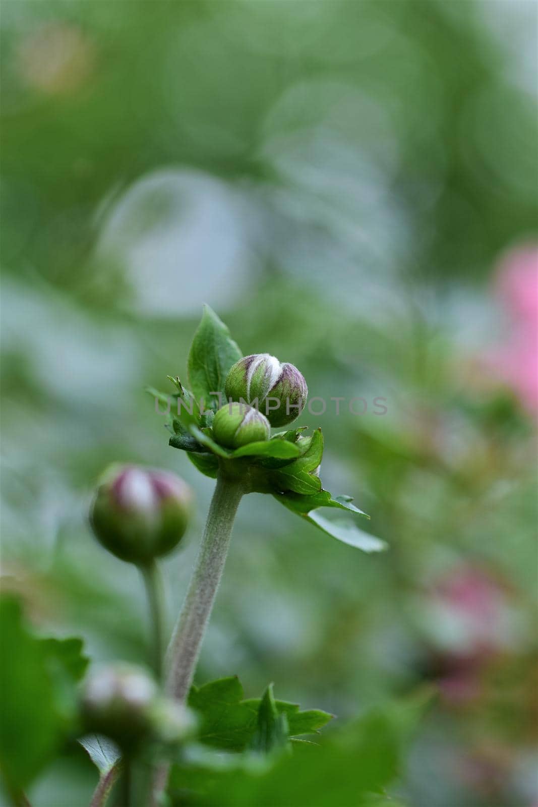 Autumn anemone buds against a blurred green background as a close up