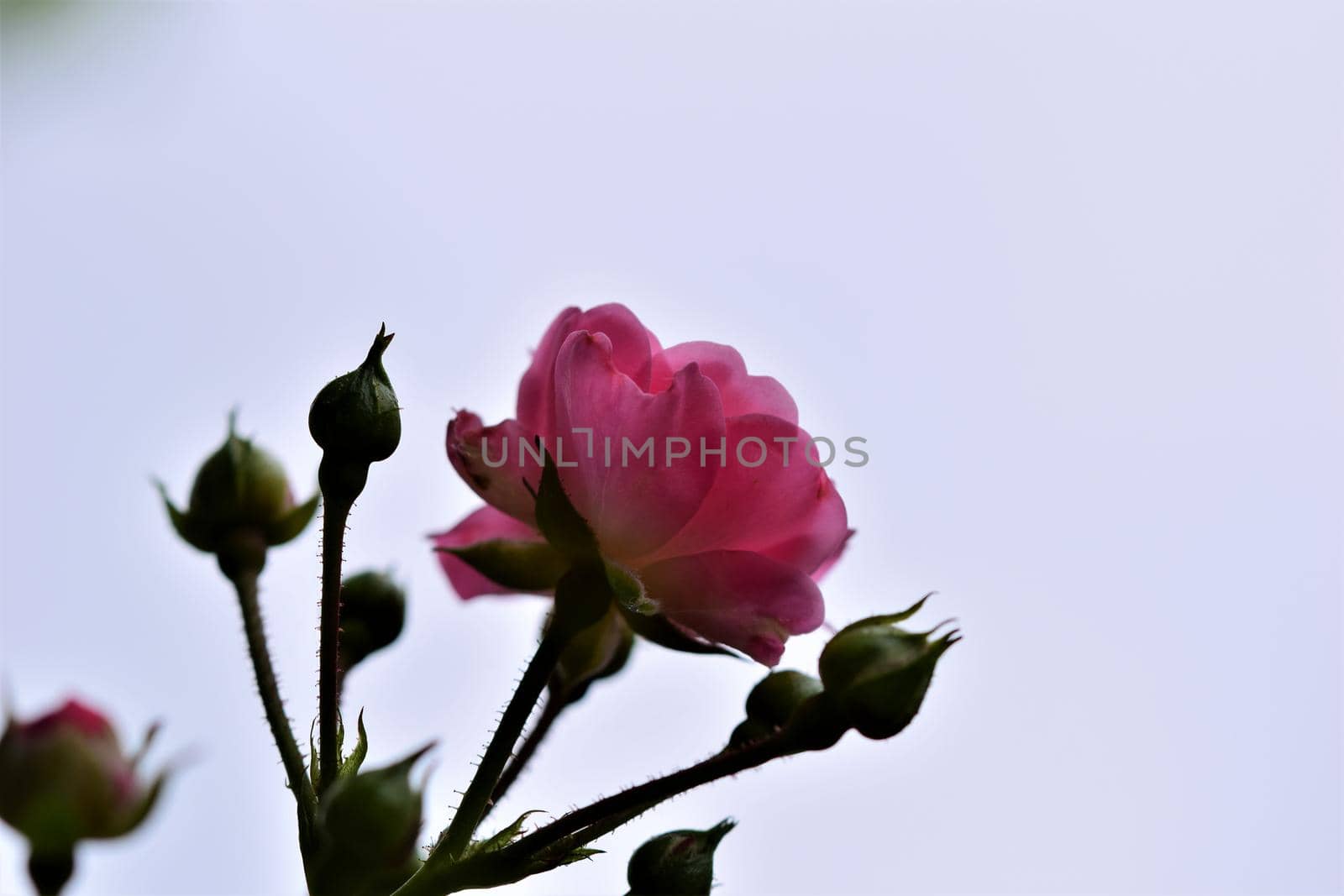Pink rose blossom and green buds on the bush against a lightsky as background