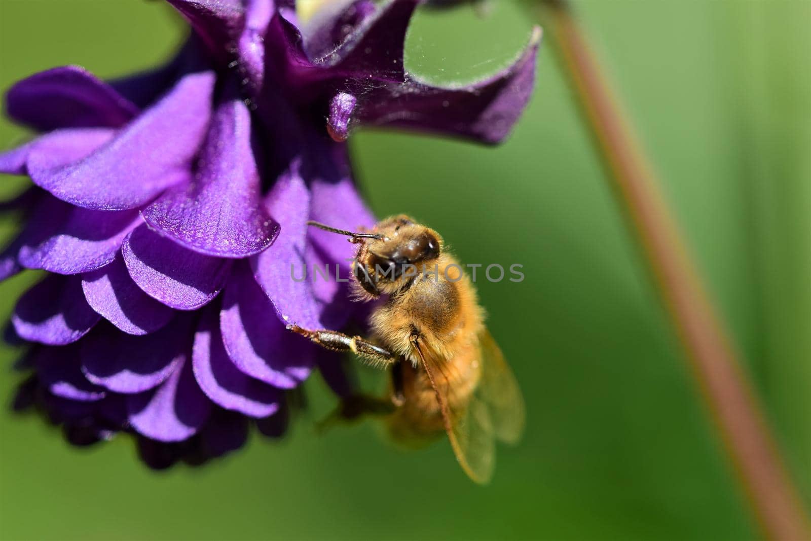 Close up of a honey bee on a purple flower by Luise123