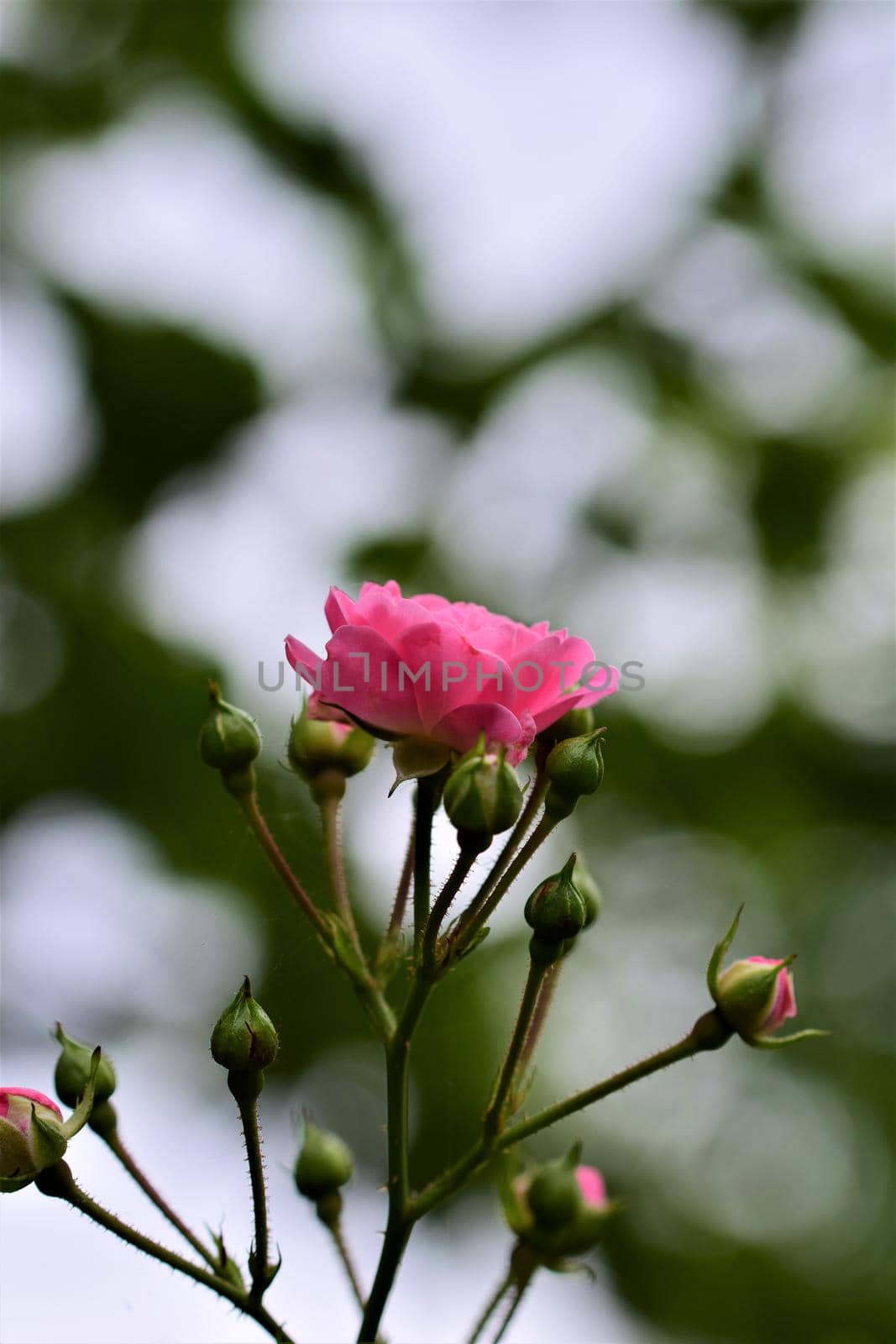 Close up of pink rose blossom on the bush by Luise123