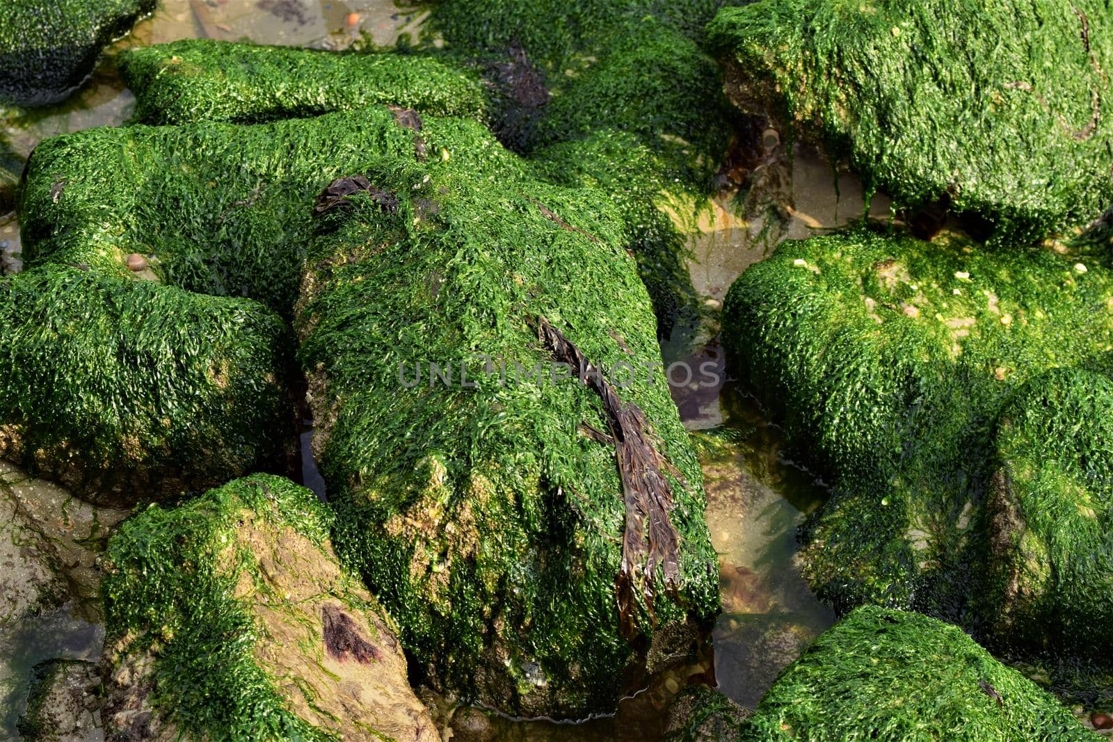 Stones overgrown with algae in the shallow water on the beach of an island